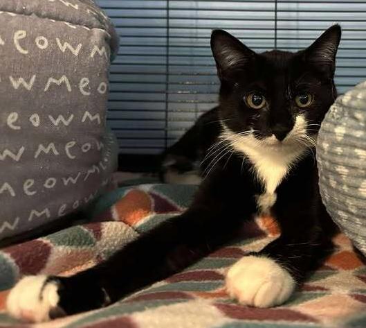 Enlarge Jimi Hendrix, a Adoptable Domestic Short Hair in Woodbridge, VA image 3/3