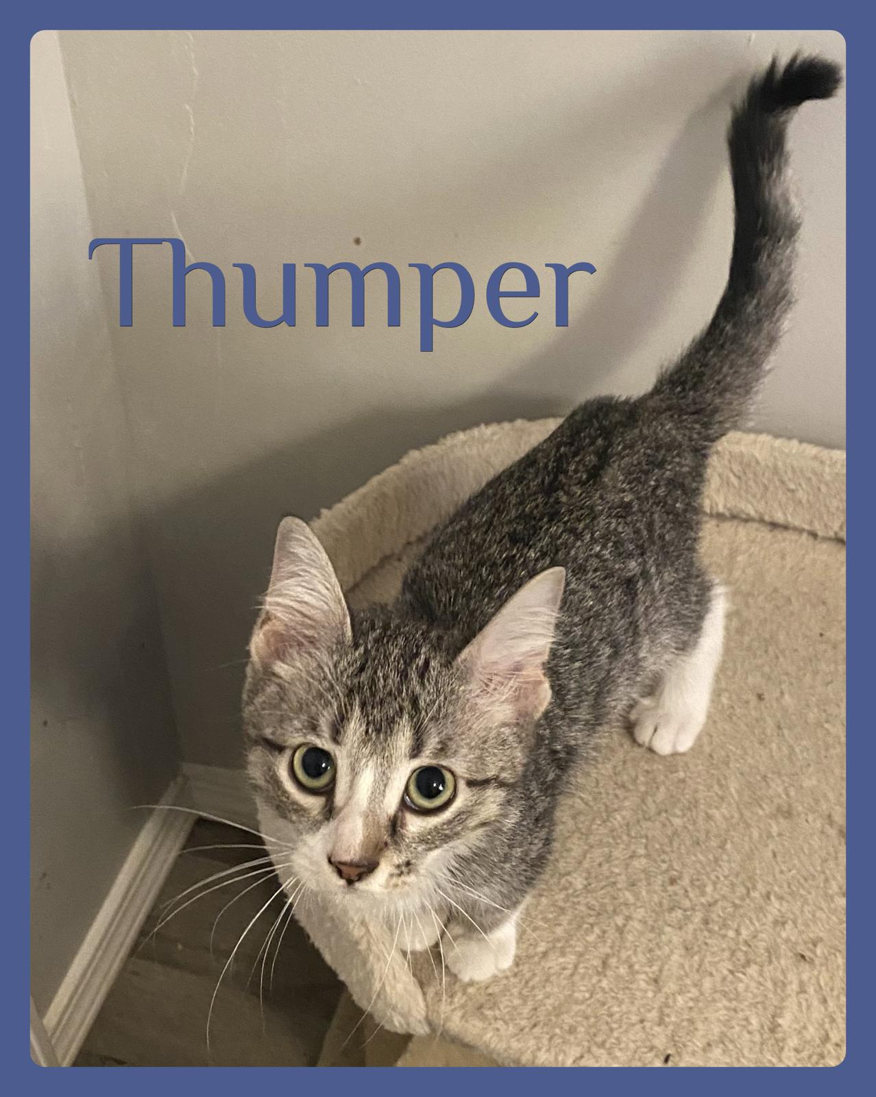 THUMPER, Adoptable, Kitten Male Tabby.