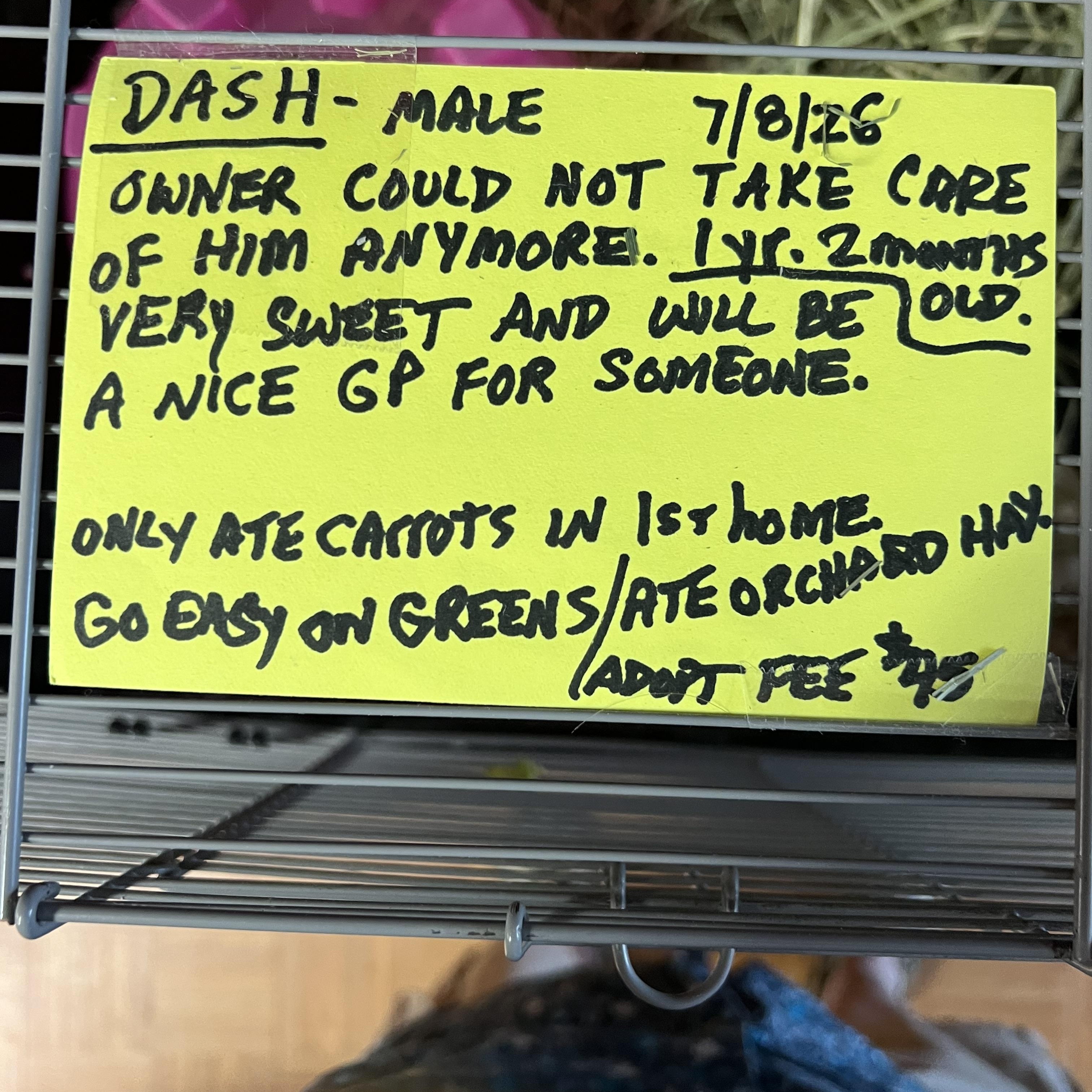 Dash, a ADOPTABLE mixed breed in Hillsborough, NJ image 2/2