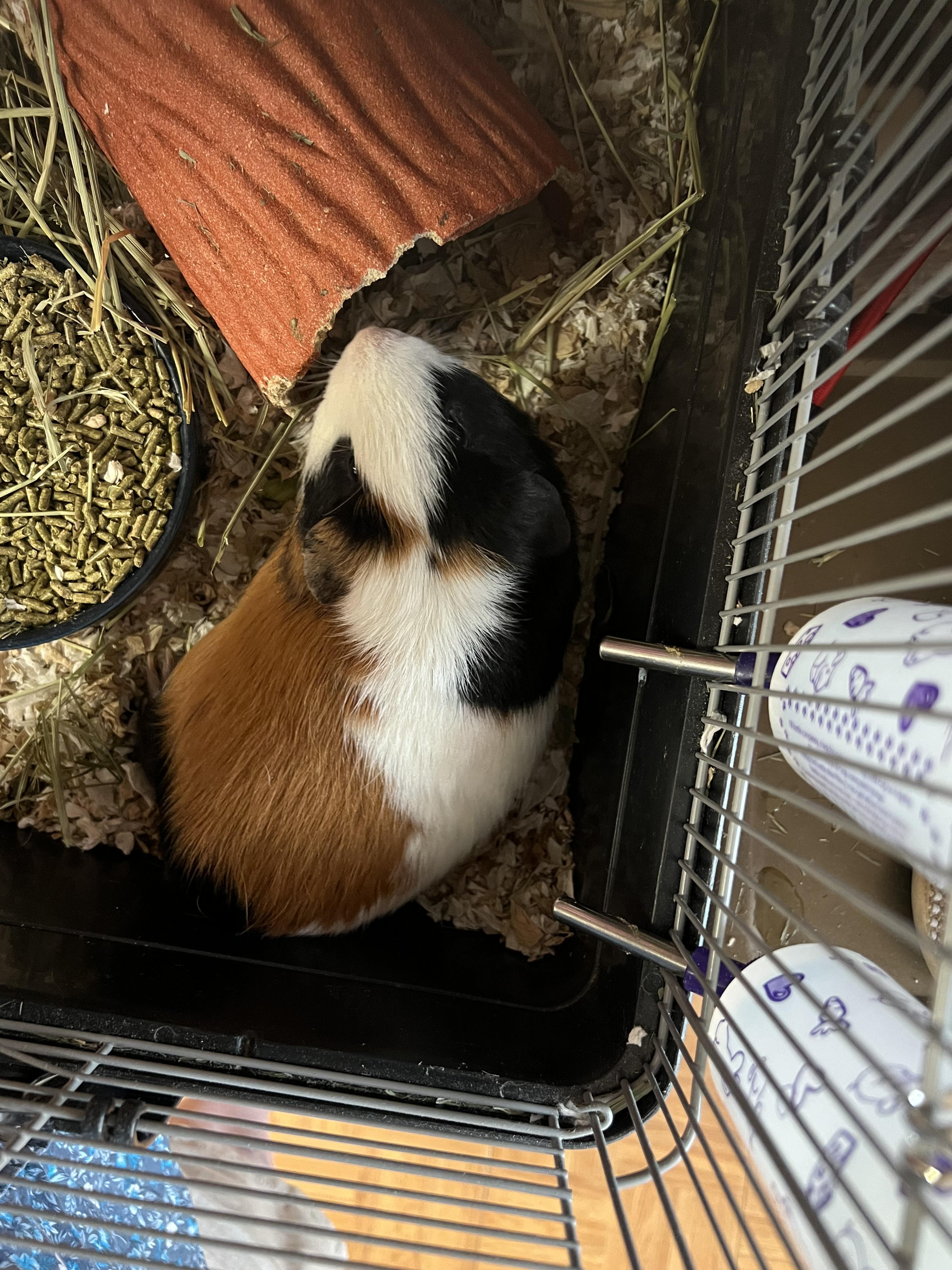 Dash, a ADOPTABLE mixed breed in Hillsborough, NJ image 1/2