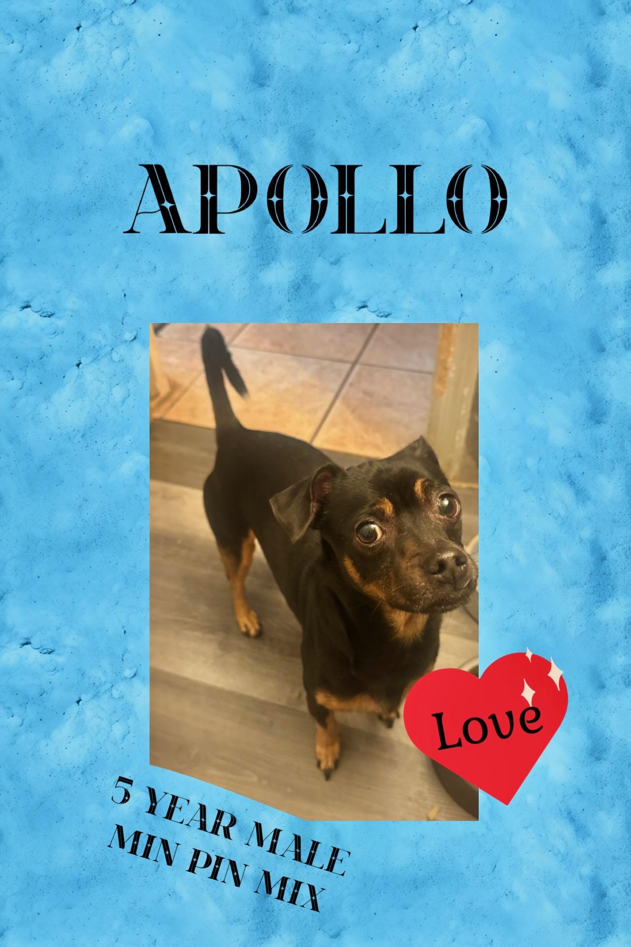 APOLLO– 5 YEAR MALE MIN PIN MIX @ PETCO, 5011 E. RAY ROAD, PHX 85044 ON SATURDAY, JAN. 3RD,  11–2PM, ADOPTABLE, Adult Male Miniature Pinscher.
