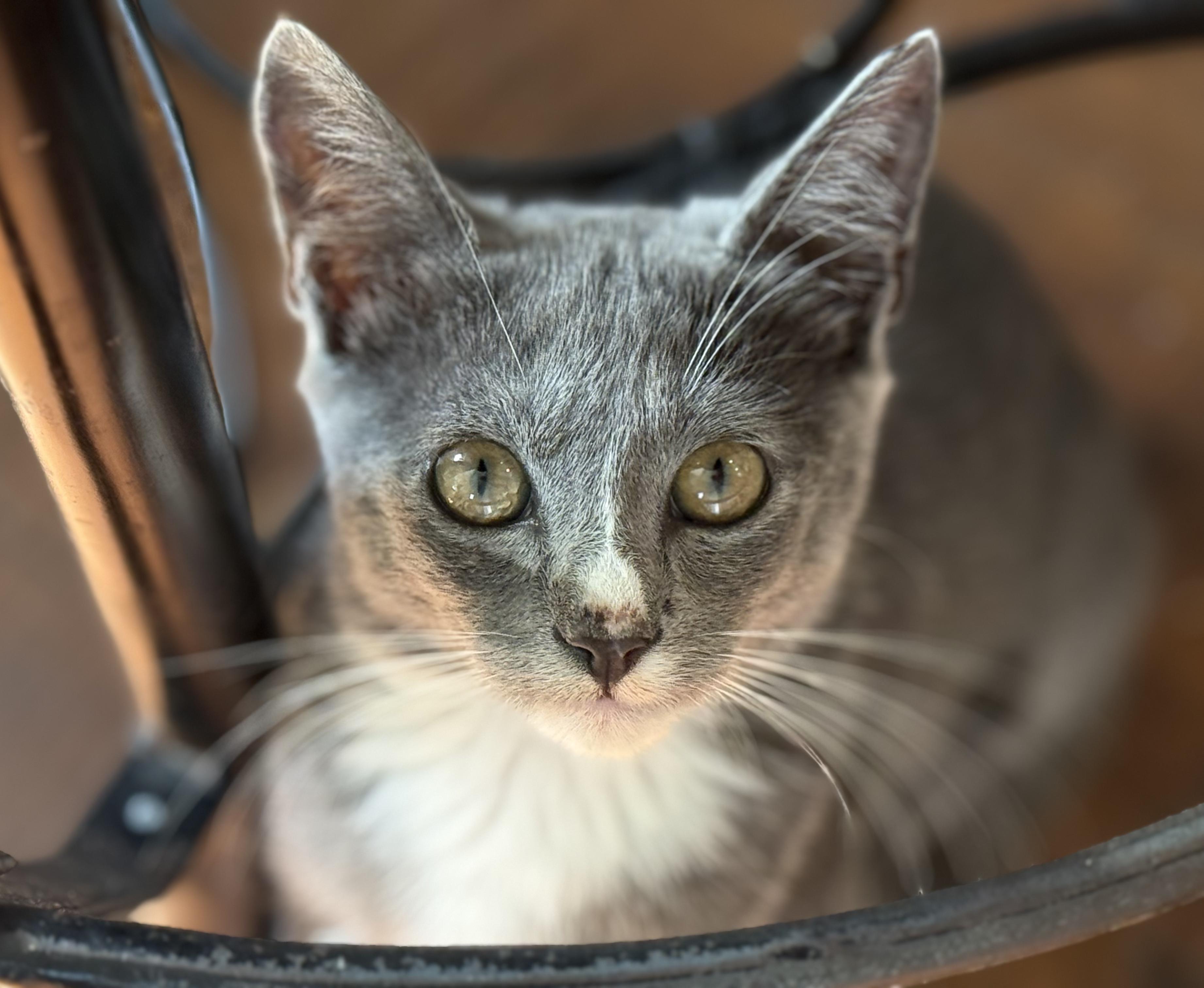 Mahi, adopted, Young Male Domestic Short Hair.