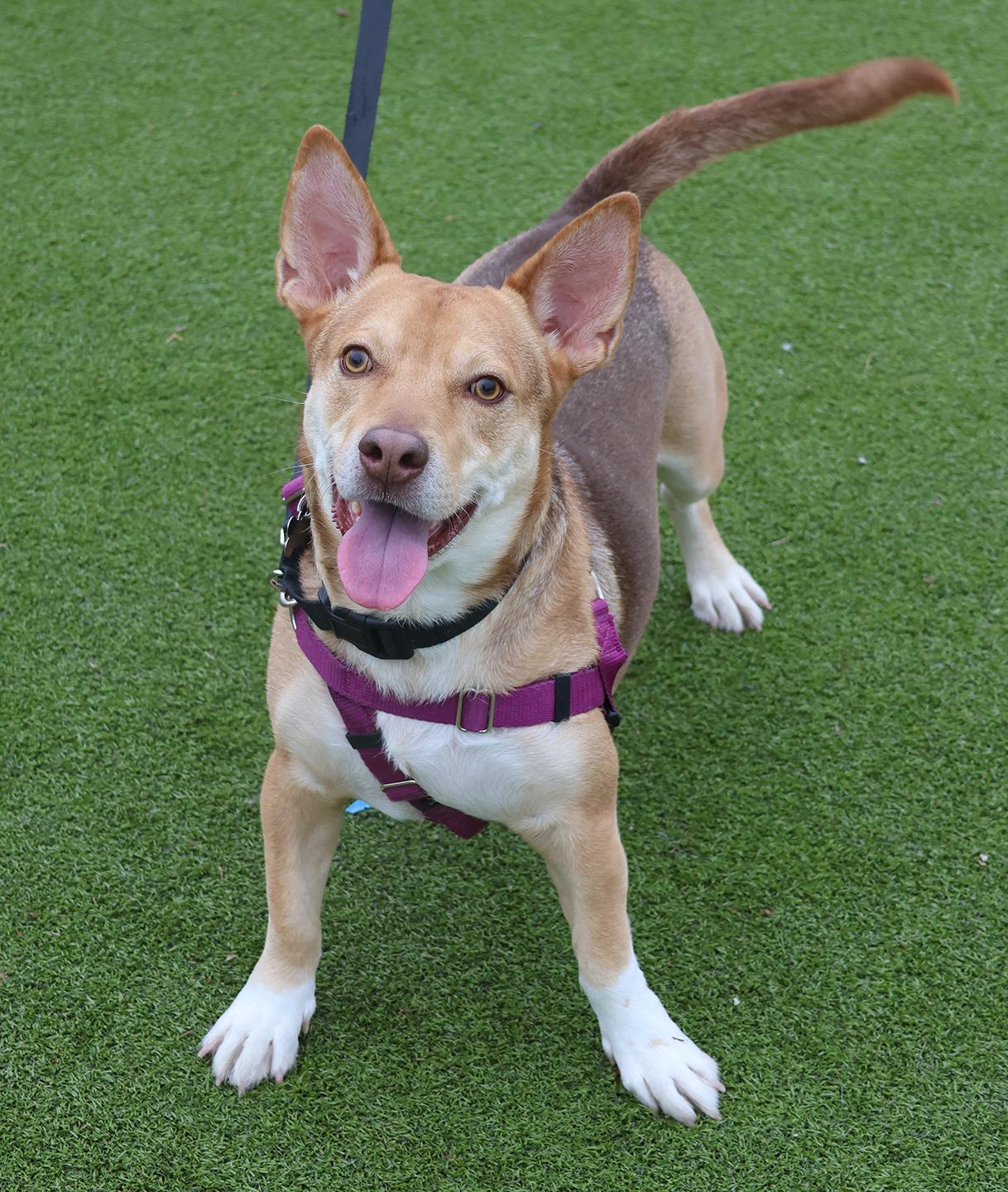 Chico, Adoptable, Young Male Corgi.