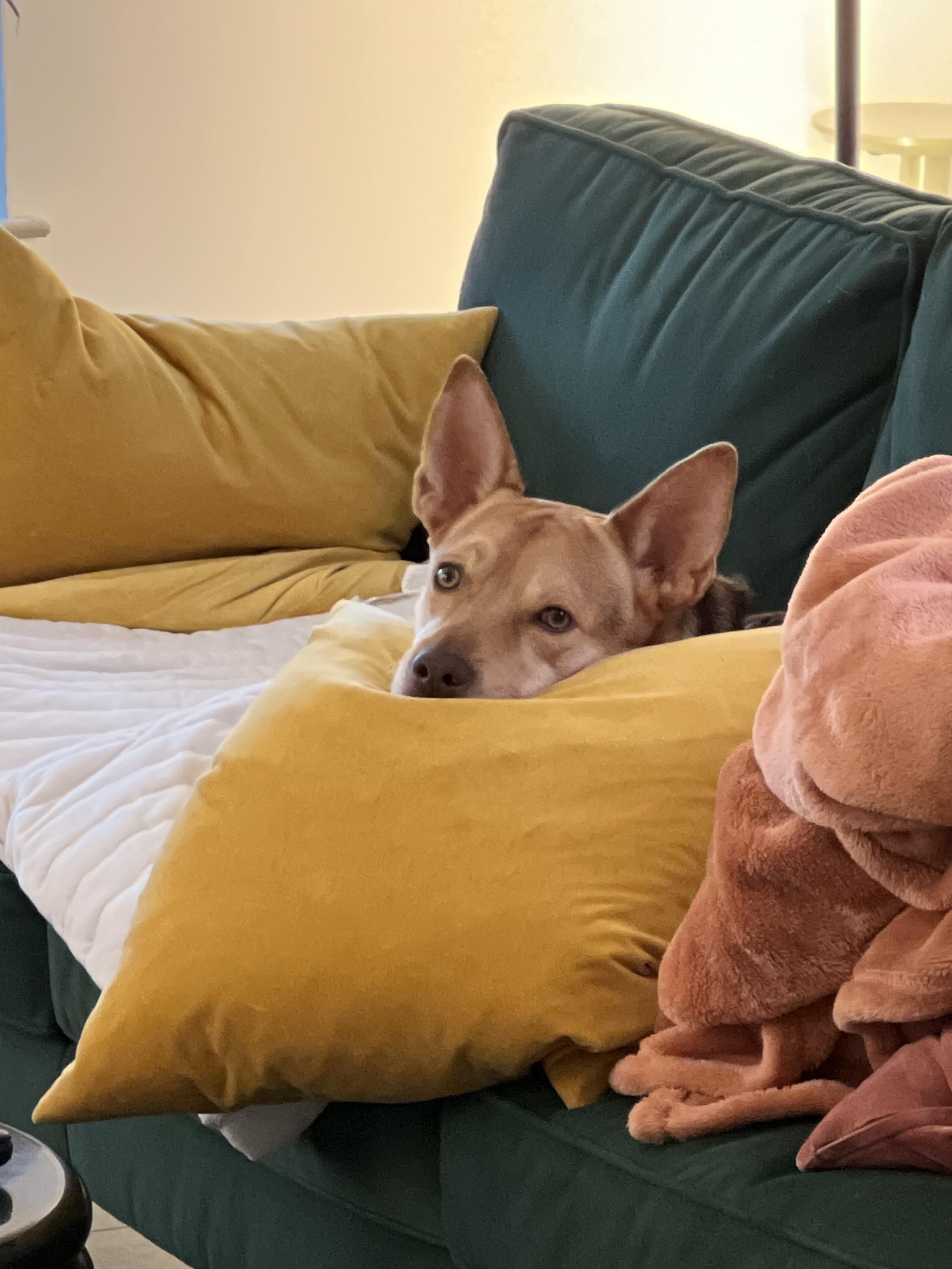 Enlarge Chico, a Adoptable mixed breed in Harrison, NY image 5/6