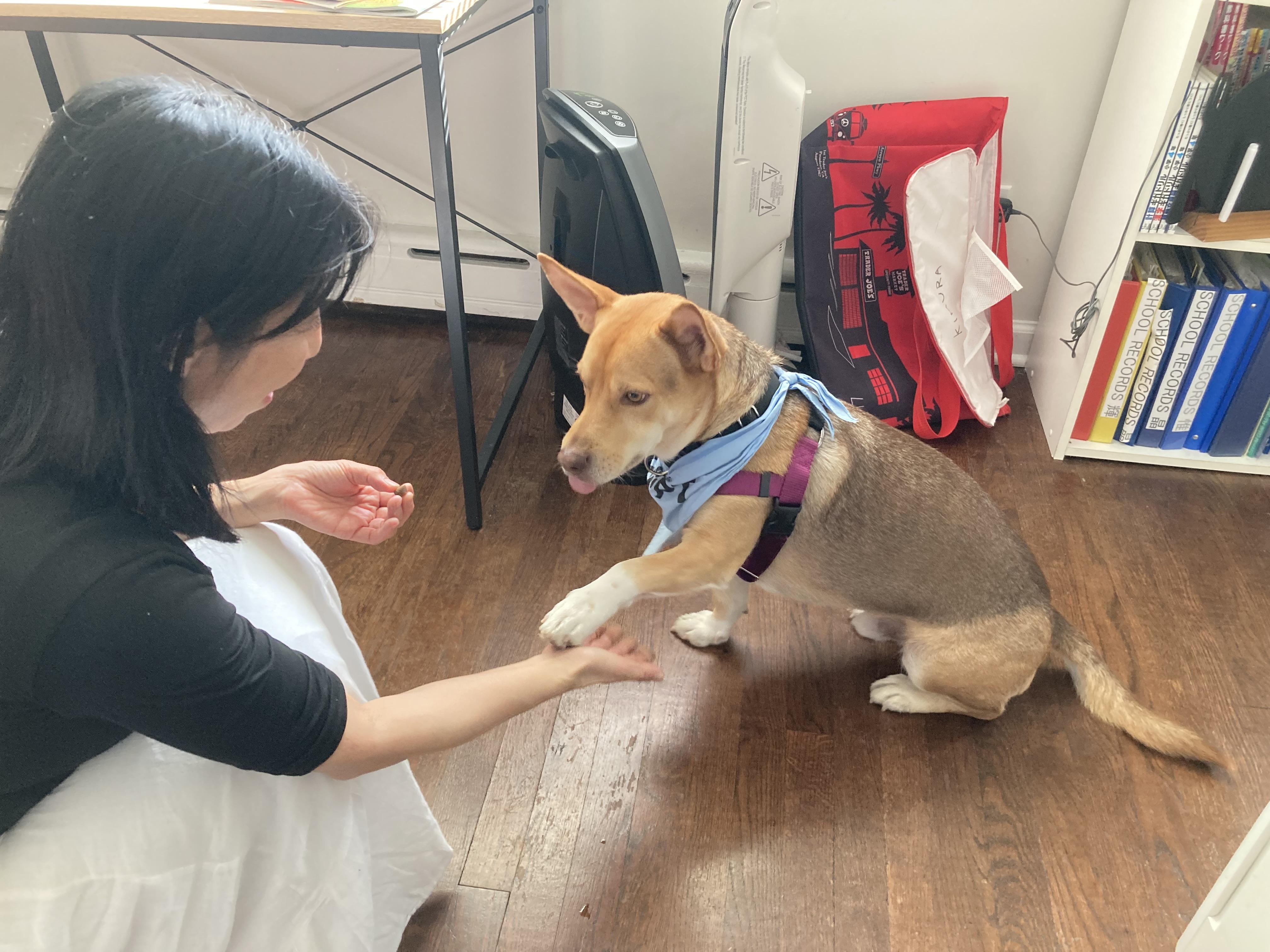 Enlarge Chico, a Adoptable mixed breed in Harrison, NY image 4/6