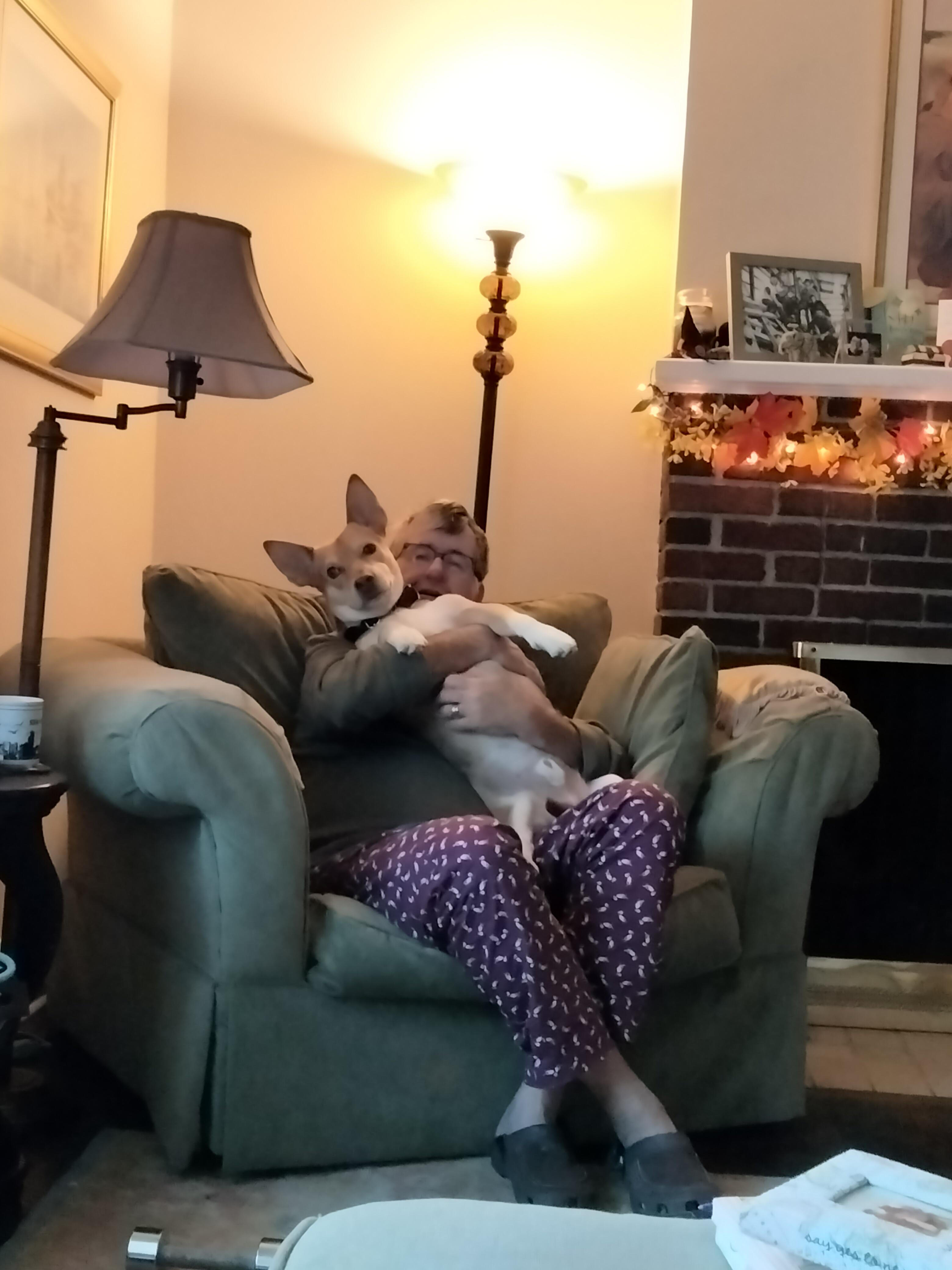 Enlarge Chico, a Adoptable mixed breed in Harrison, NY image 5/6