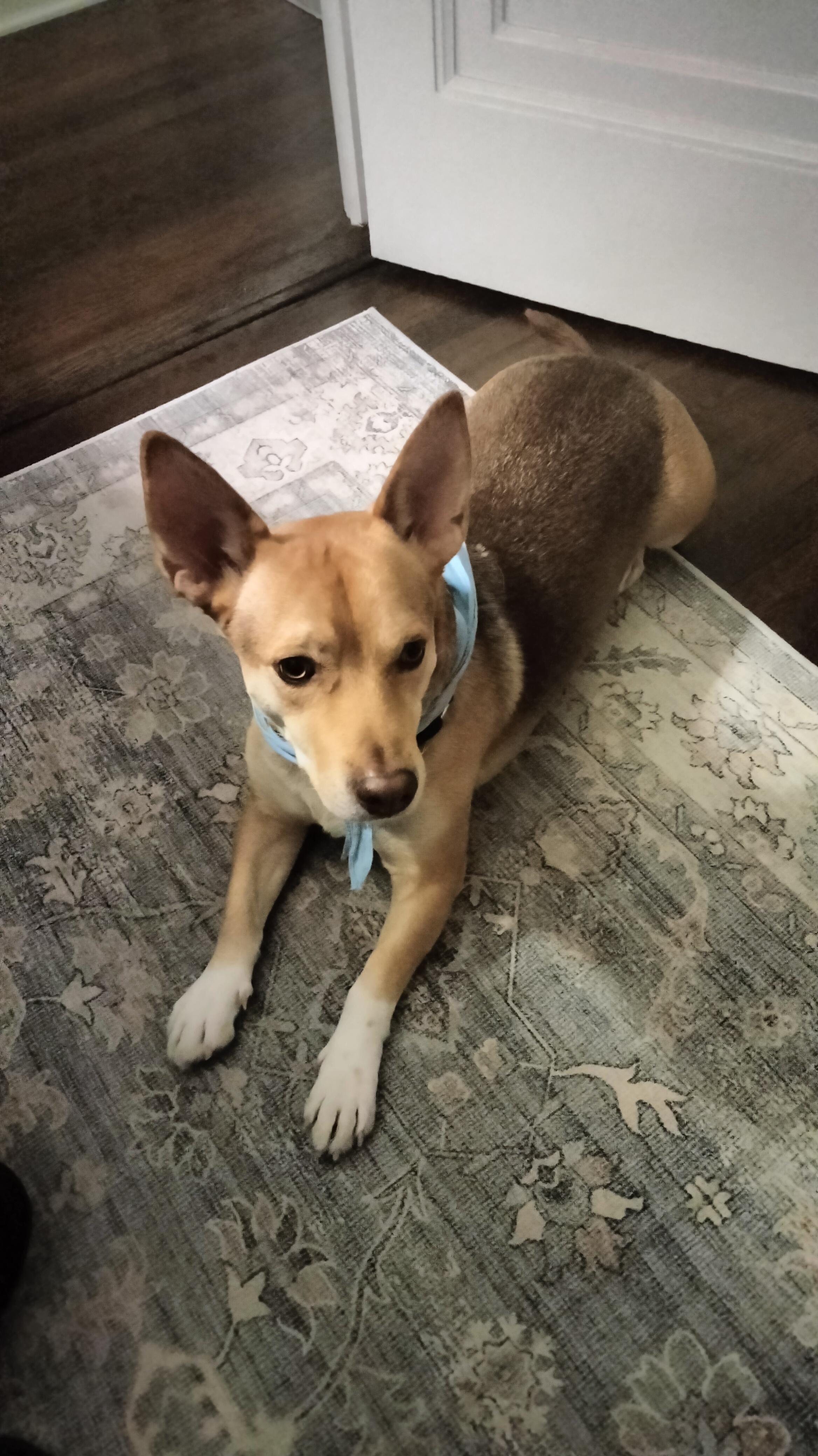 Chico, Adoptable, Young Male Corgi.