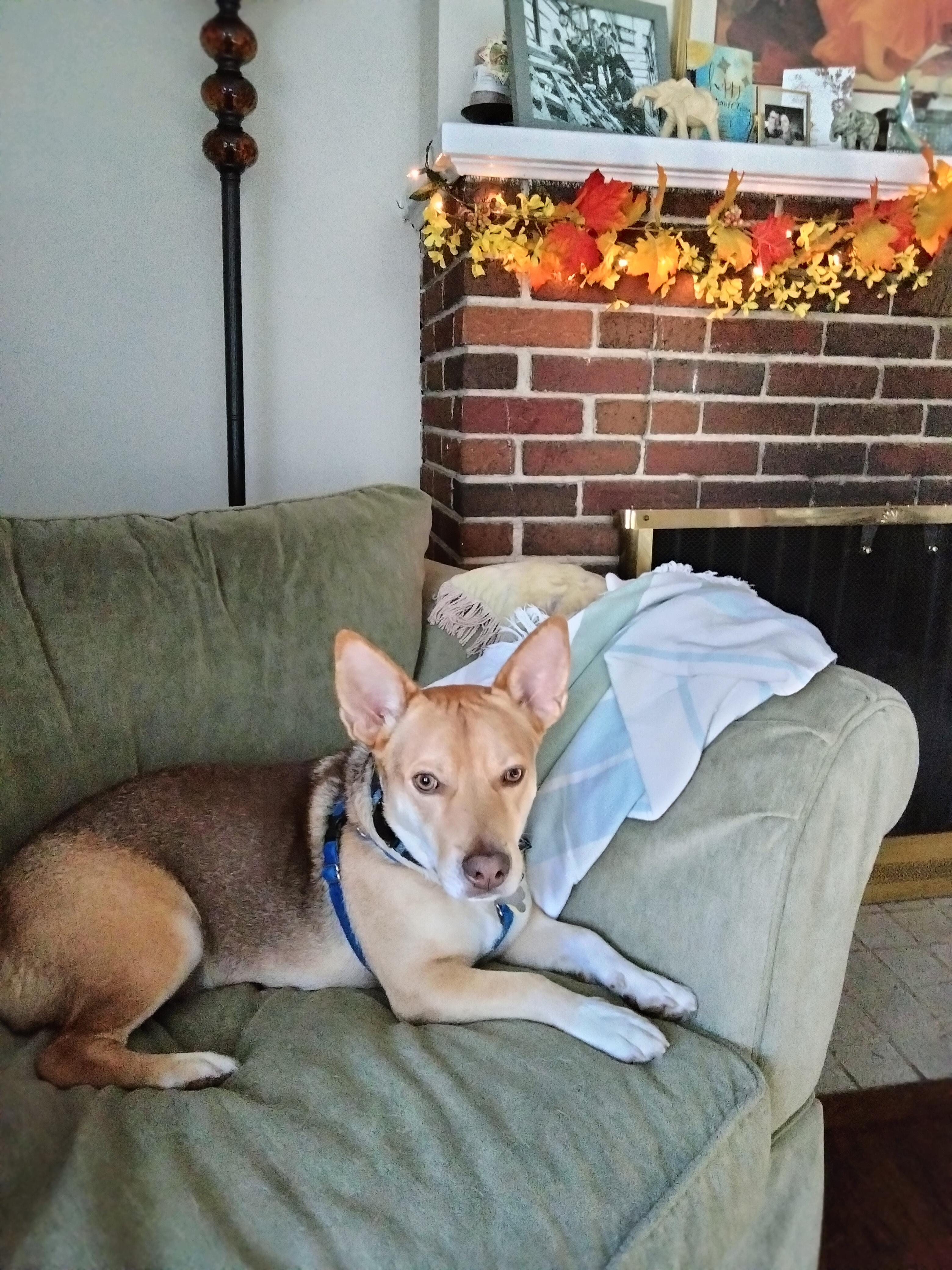 Enlarge Chico, a Adoptable mixed breed in Harrison, NY image 3/6