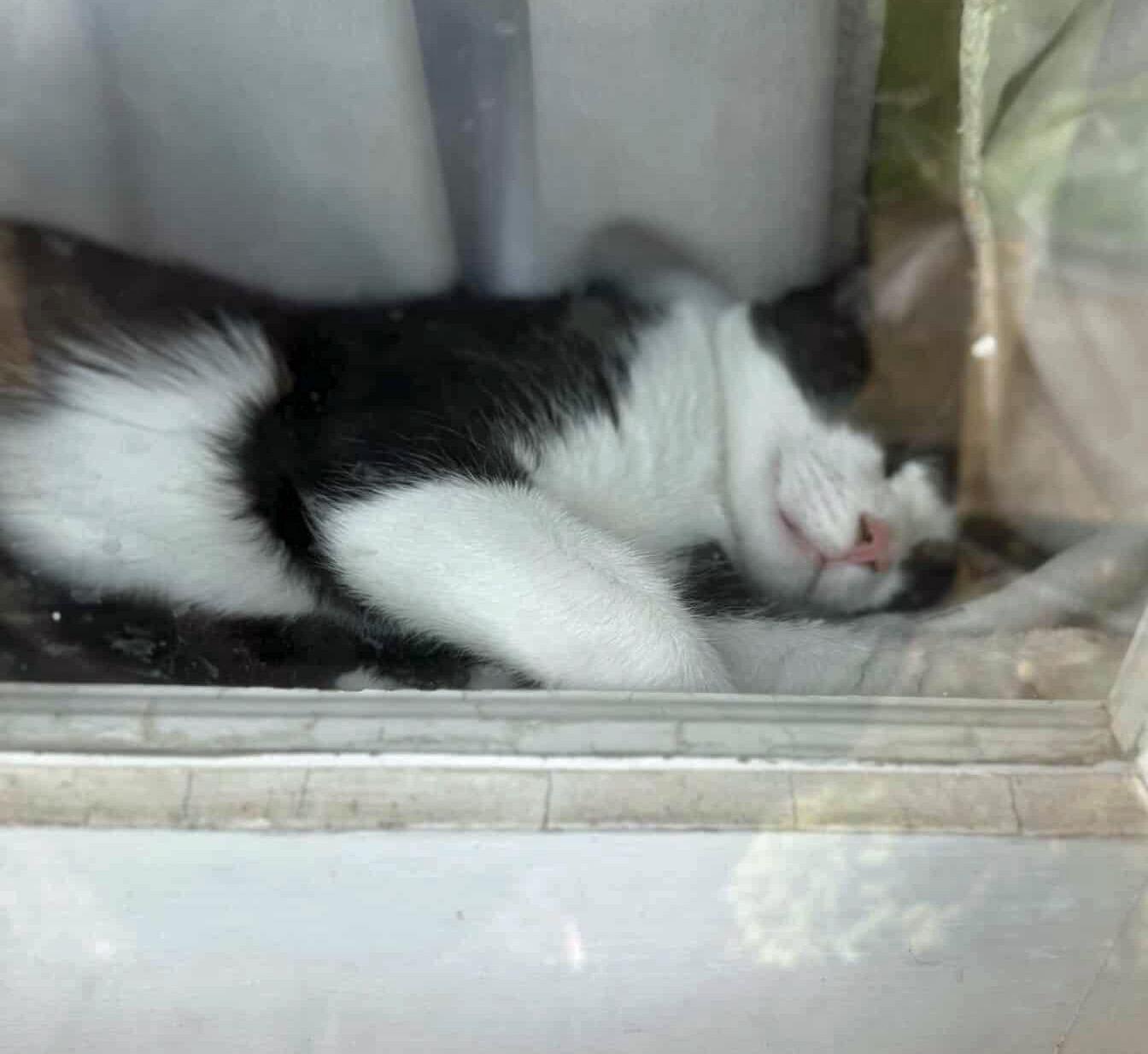 Purkinje Fynn  (Community Assist)