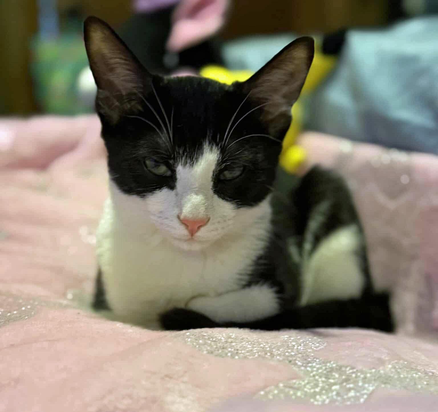 Purkinje Fynn  (Community Assist)