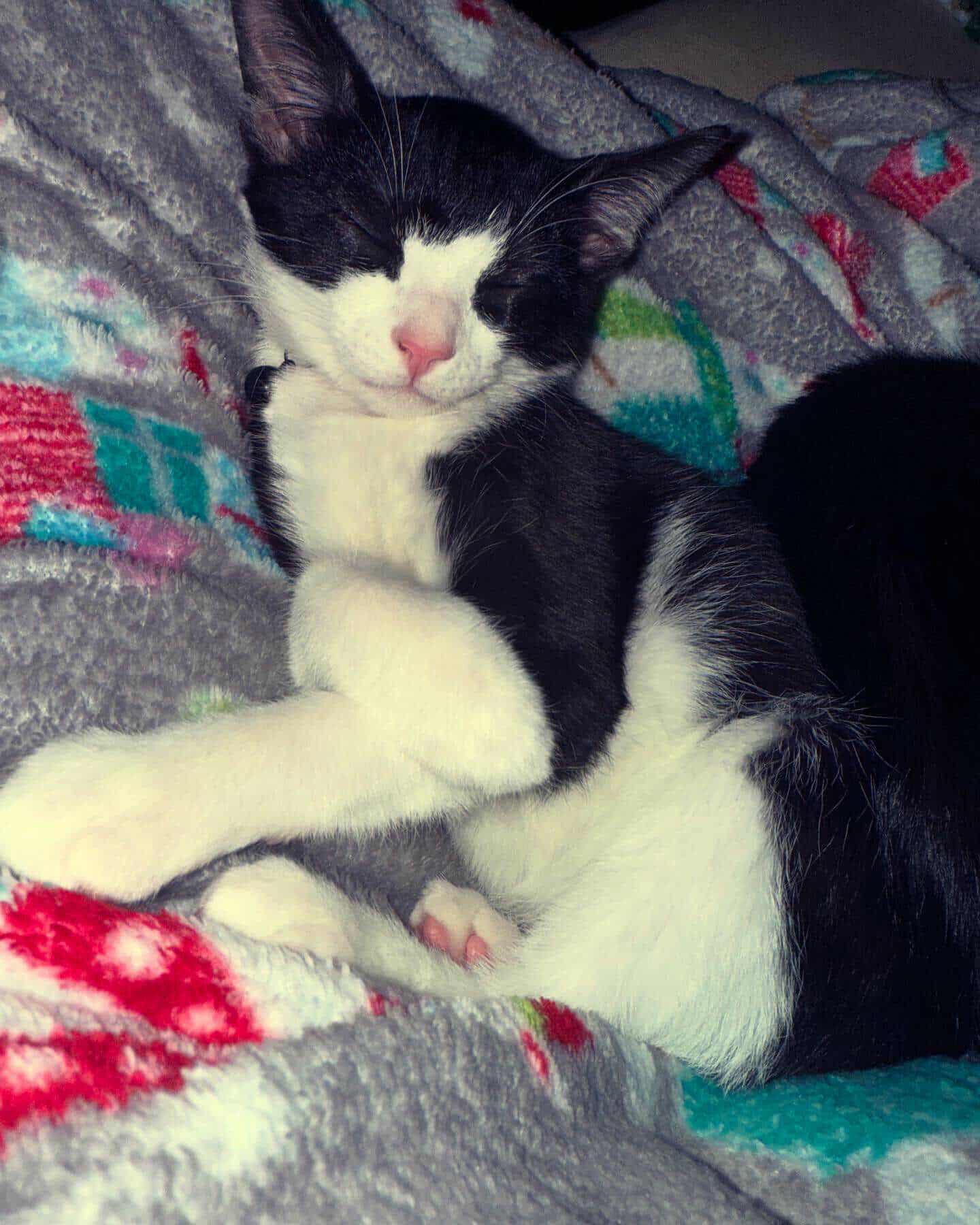 Purkinje Fynn  (Community Assist)