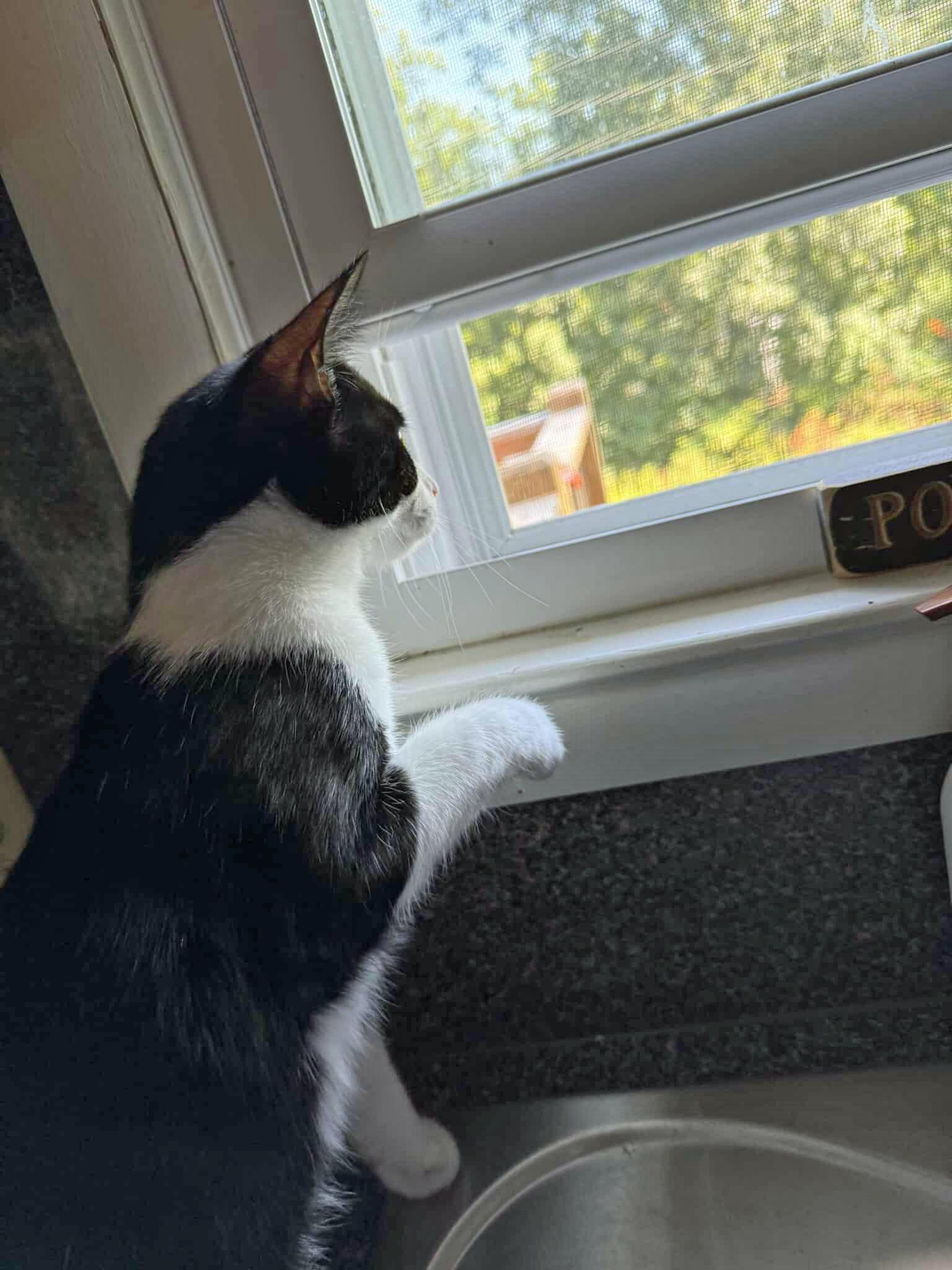 Purkinje Fynn  (Community Assist)