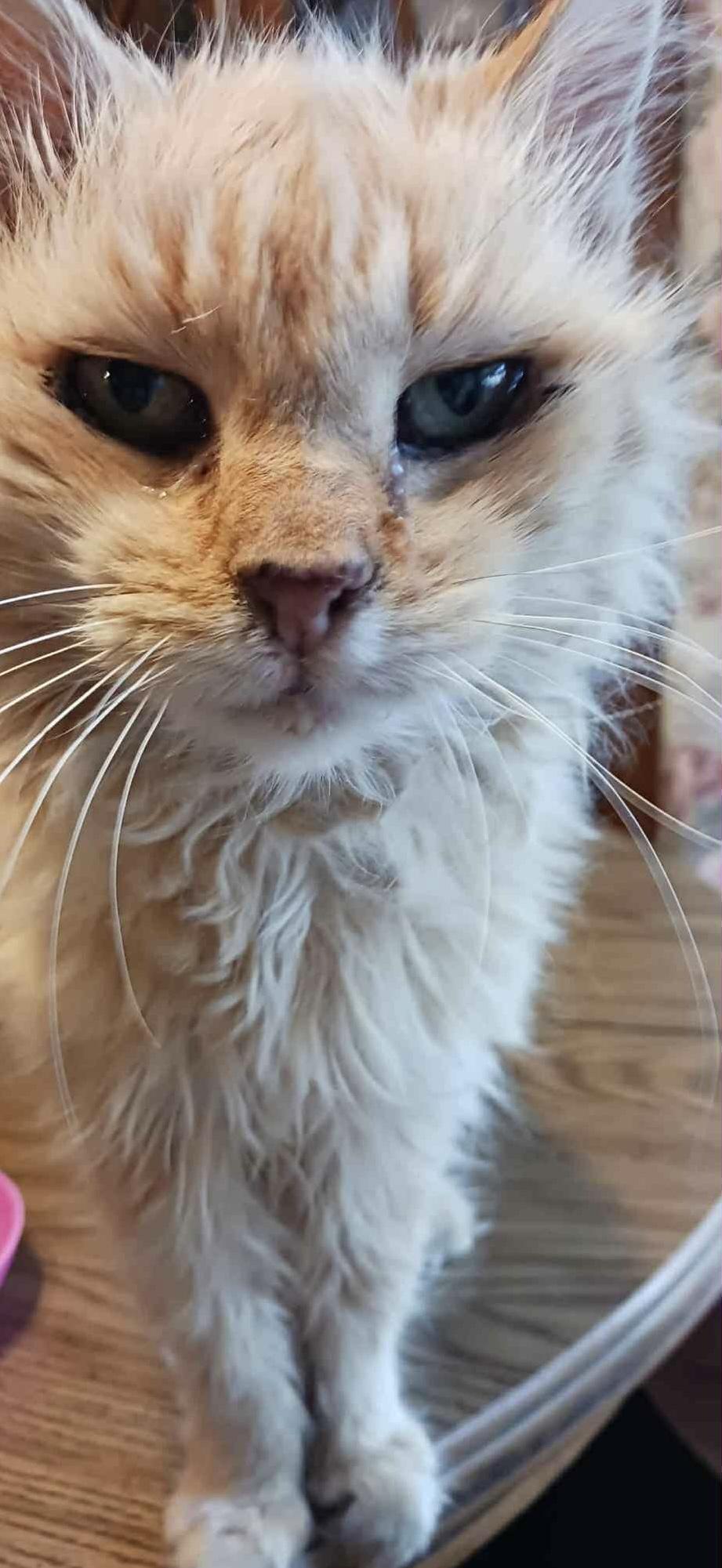 Maxie & Phee Bee, a Adoptable Domestic Long Hair in Acushnet, MA image 1/4