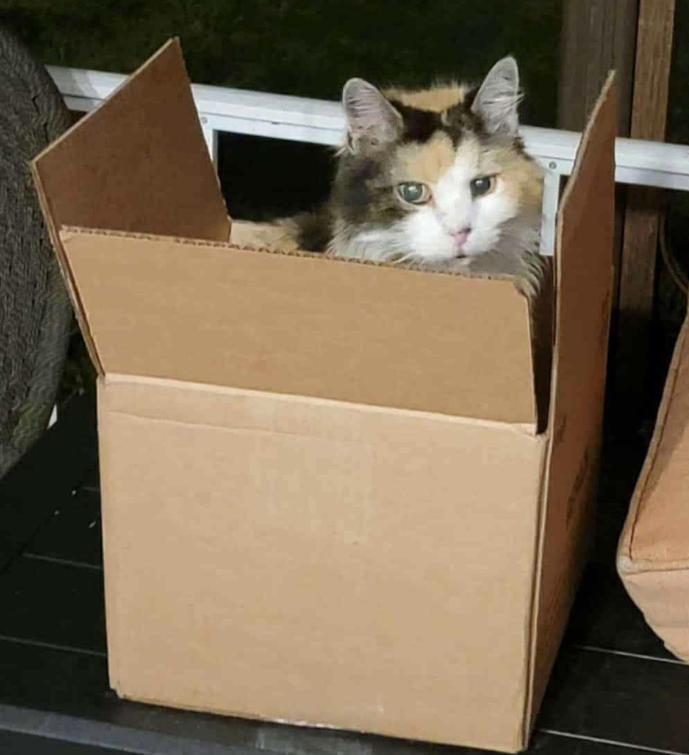 Maxie & Phee Bee, a Adoptable Domestic Long Hair in Acushnet, MA image 2/4