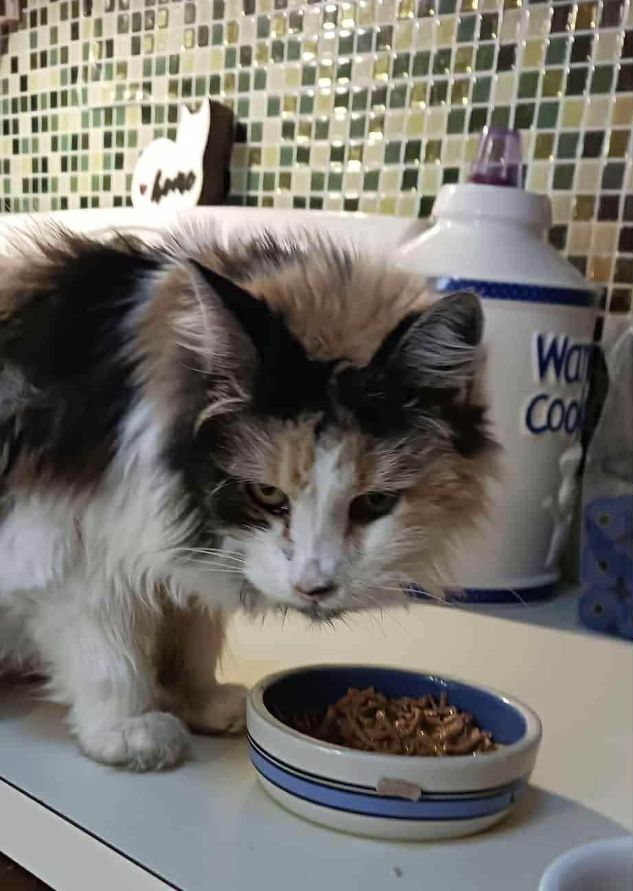 Maxie & Phee Bee, a Adoptable Domestic Long Hair in Acushnet, MA image 4/4