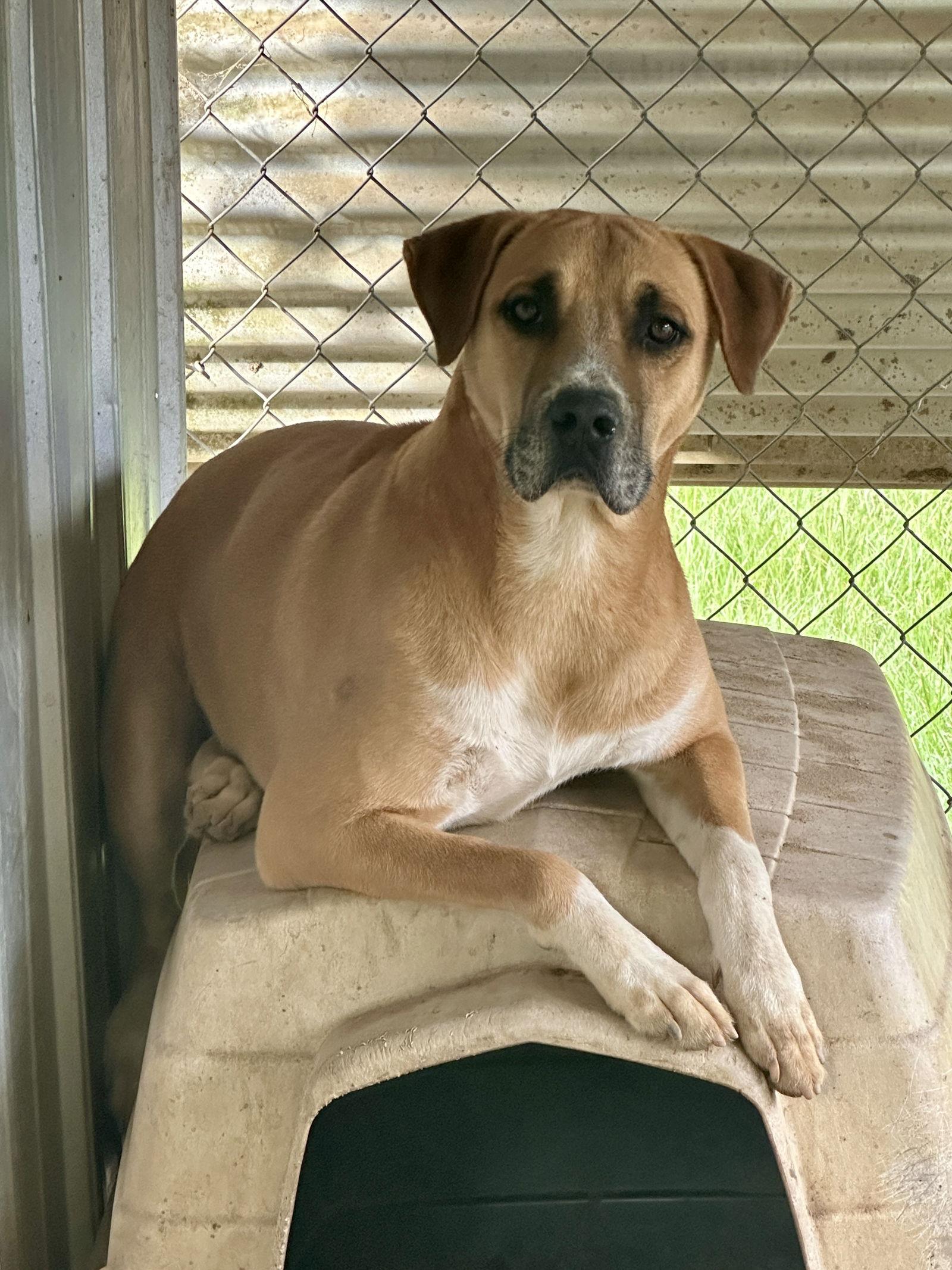Starsky, Adoptable, Adult Male American Bulldog.