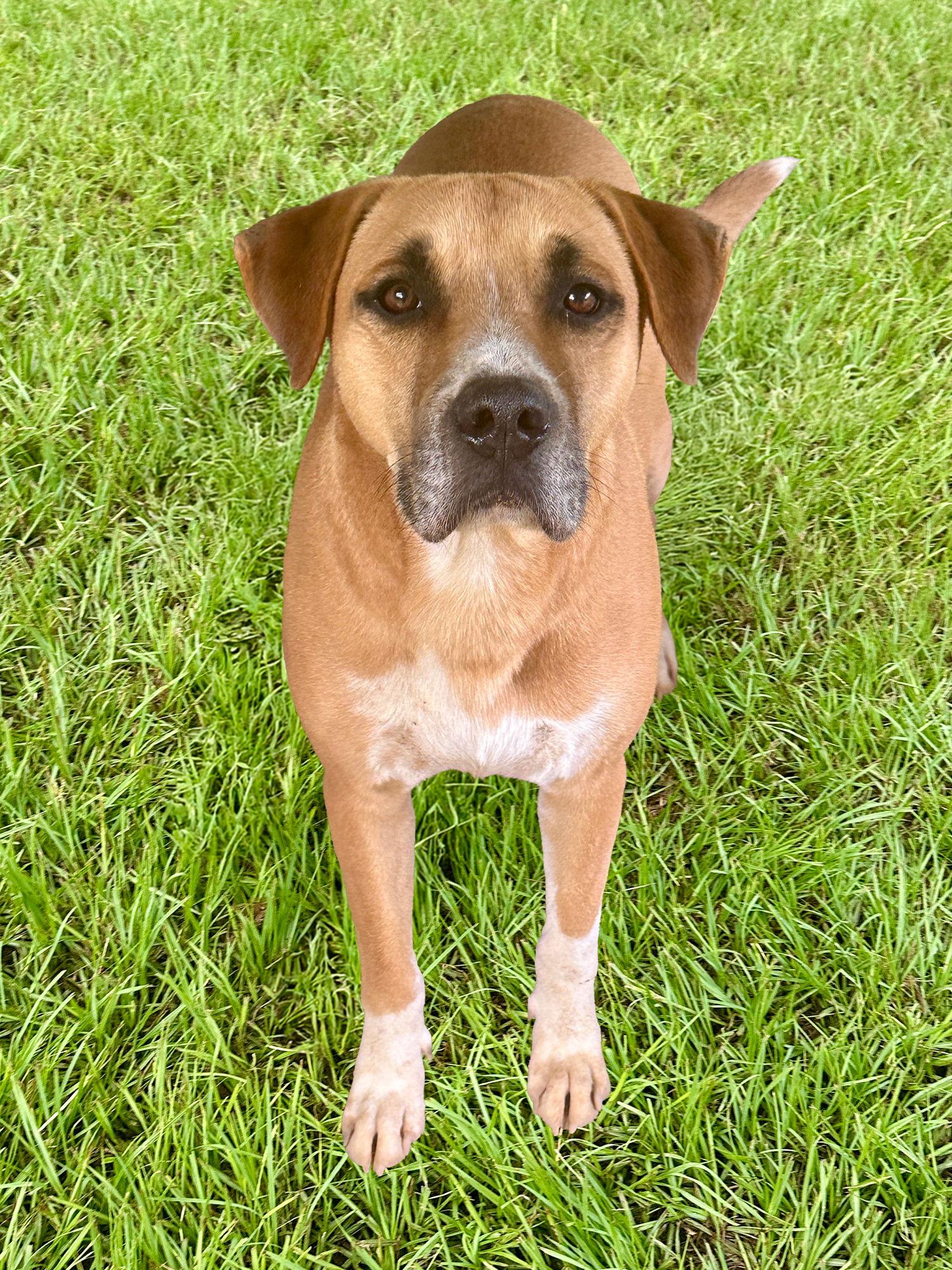 Starsky, a Adoptable American Bulldog in Eastman, GA image 2/2