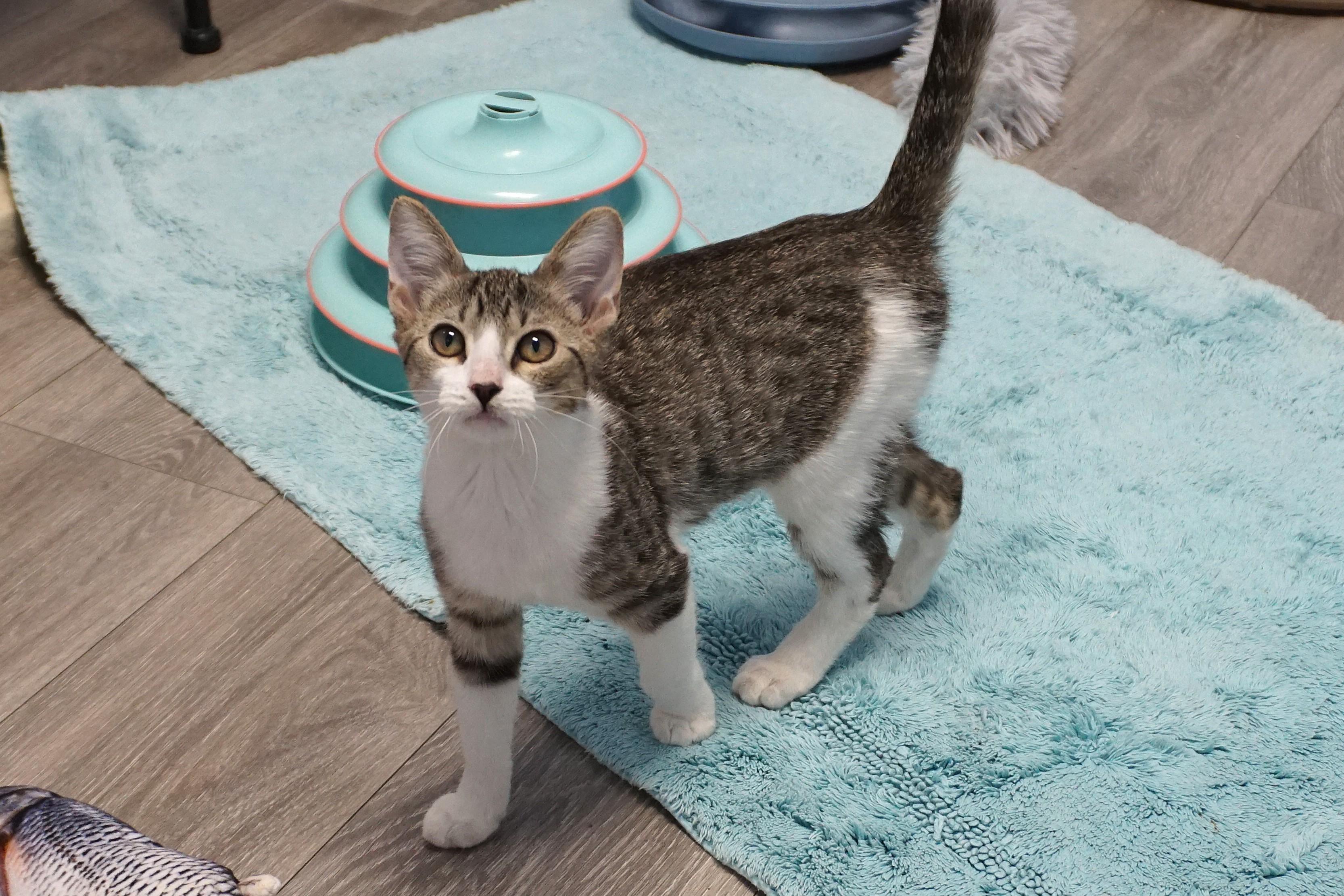 Firebird, ADOPTABLE, Kitten Female Domestic Short Hair.