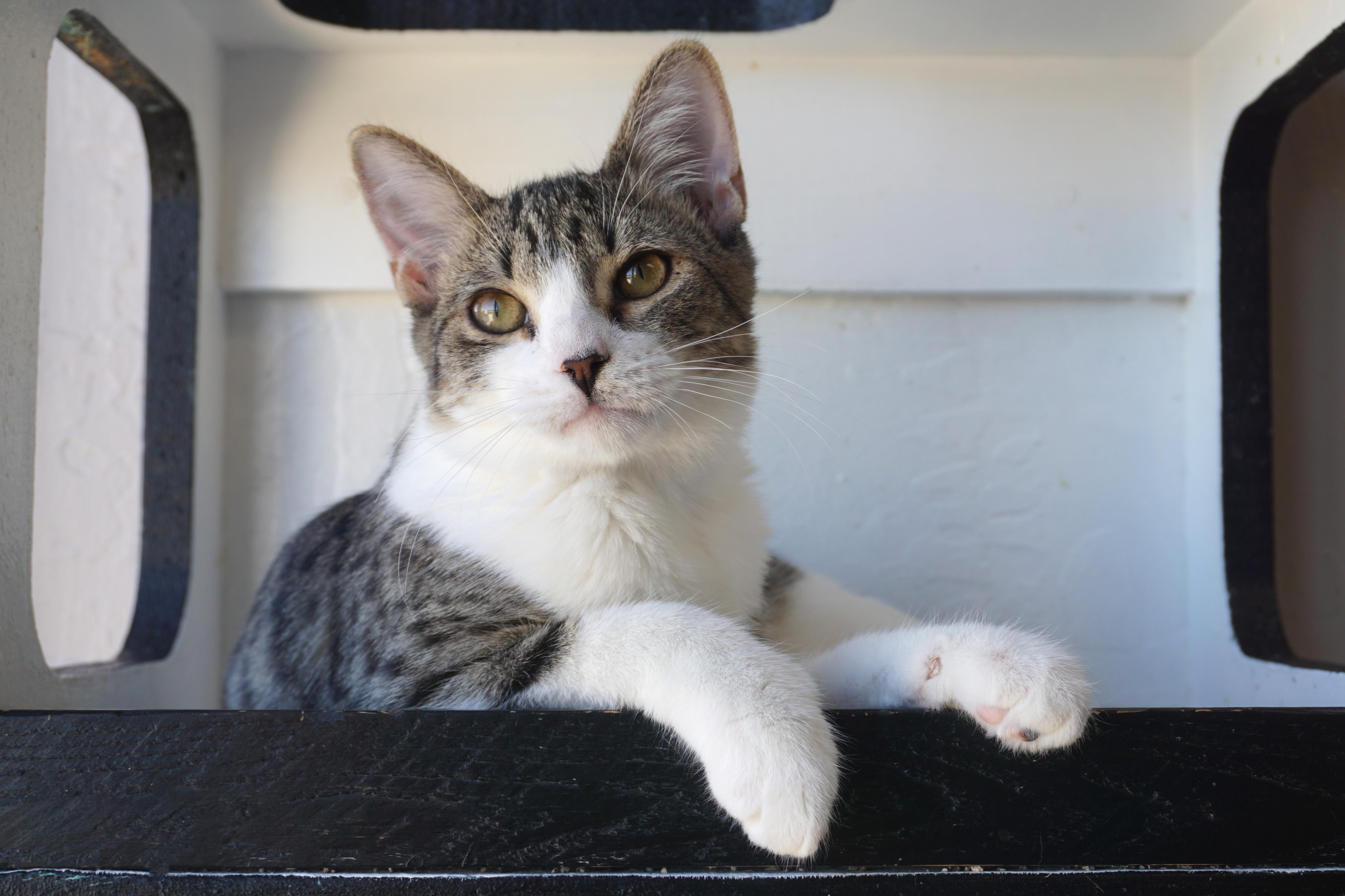 Enlarge Firebird, a Adopted Domestic Short Hair in Fountain Hills, AZ image 4/6