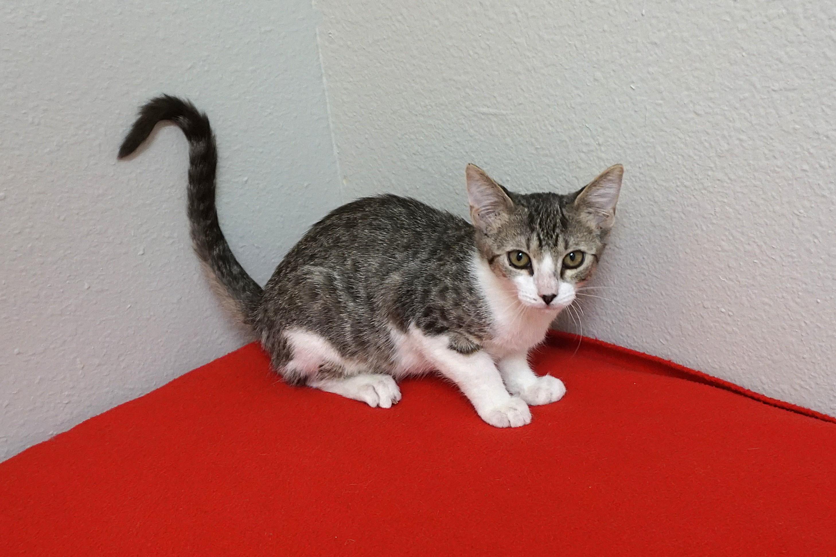Enlarge Firebird, a ADOPTABLE Domestic Short Hair in Fountain Hills, AZ image 3/3