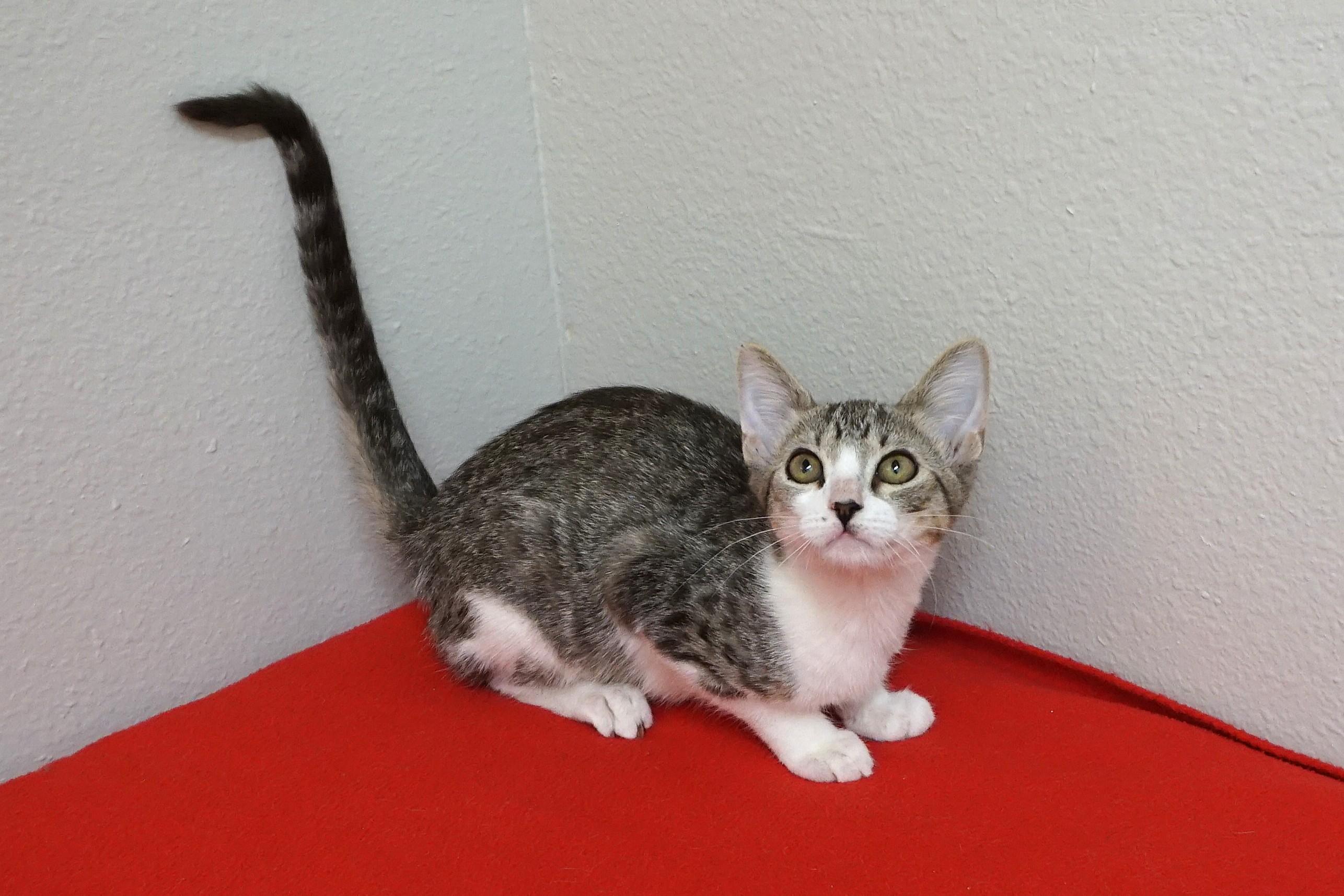 Enlarge Firebird, a ADOPTABLE Domestic Short Hair in Fountain Hills, AZ image 2/3