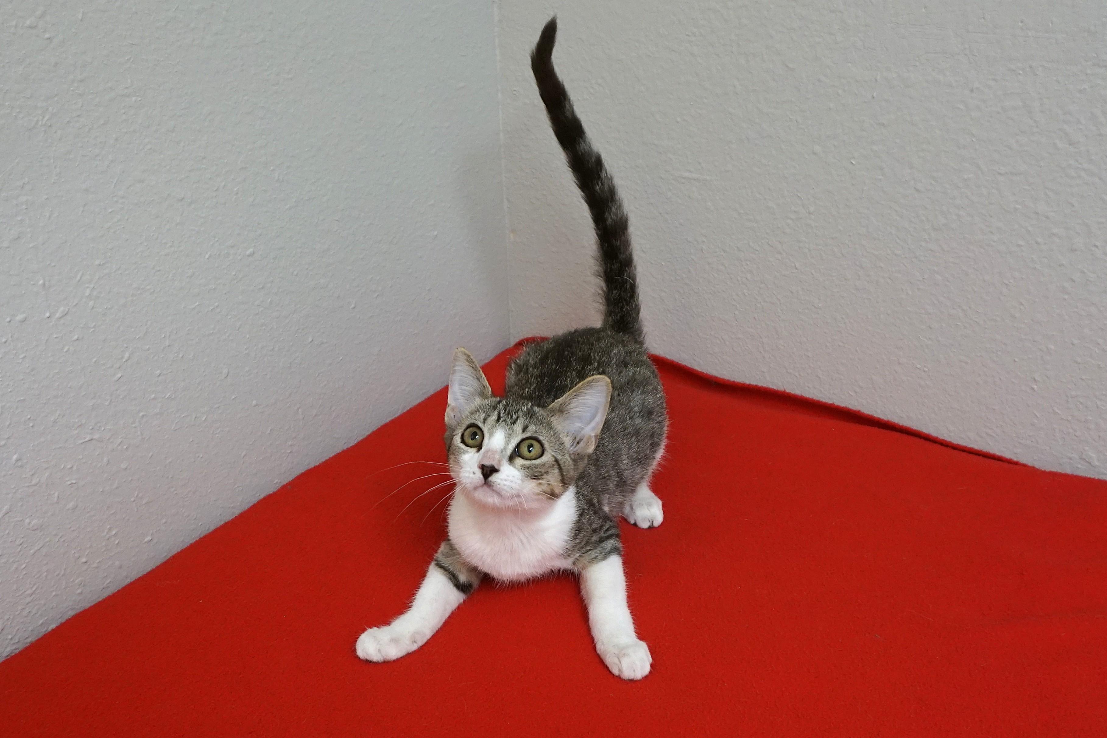 Enlarge Firebird, a ADOPTABLE Domestic Short Hair in Fountain Hills, AZ image 1/3