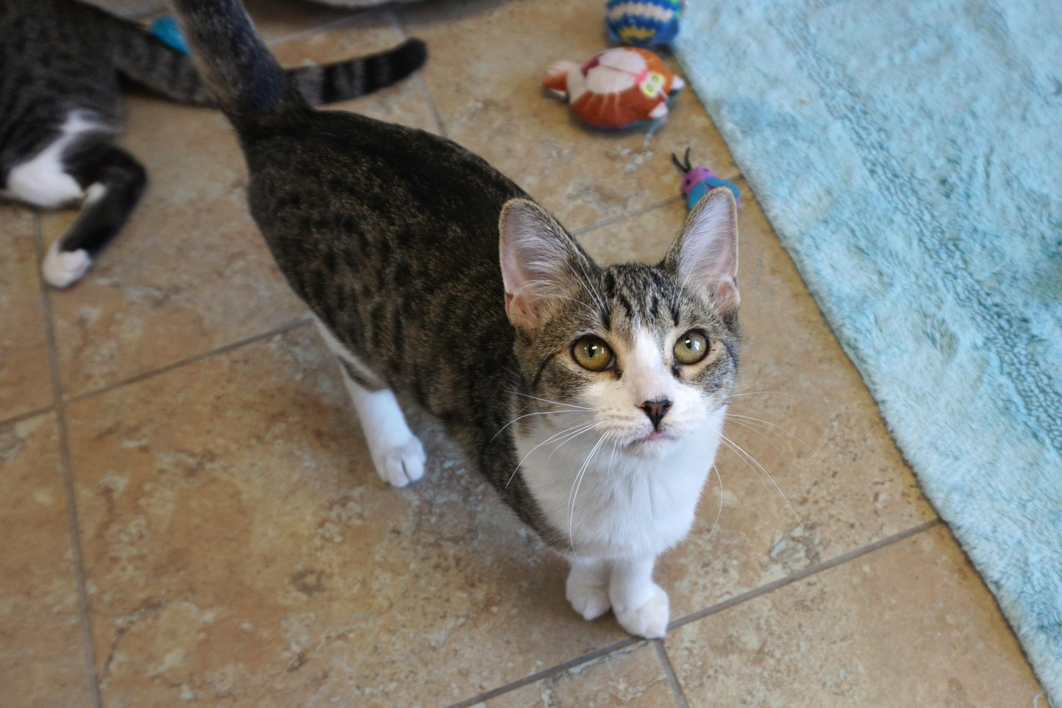 Enlarge Firebird, a Adopted Domestic Short Hair in Fountain Hills, AZ image 2/6