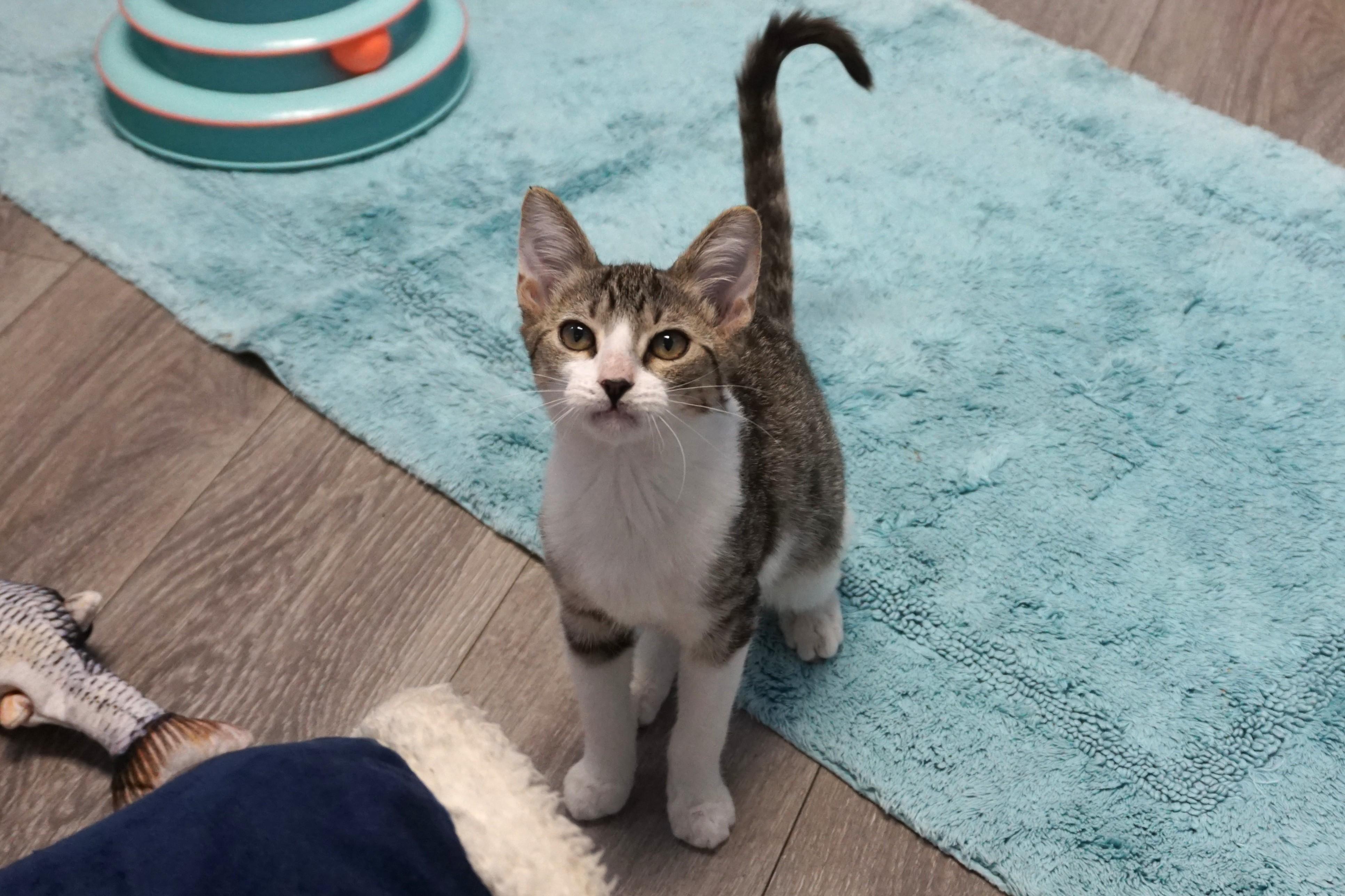 Enlarge Firebird, a ADOPTABLE Domestic Short Hair in Fountain Hills, AZ image 2/4