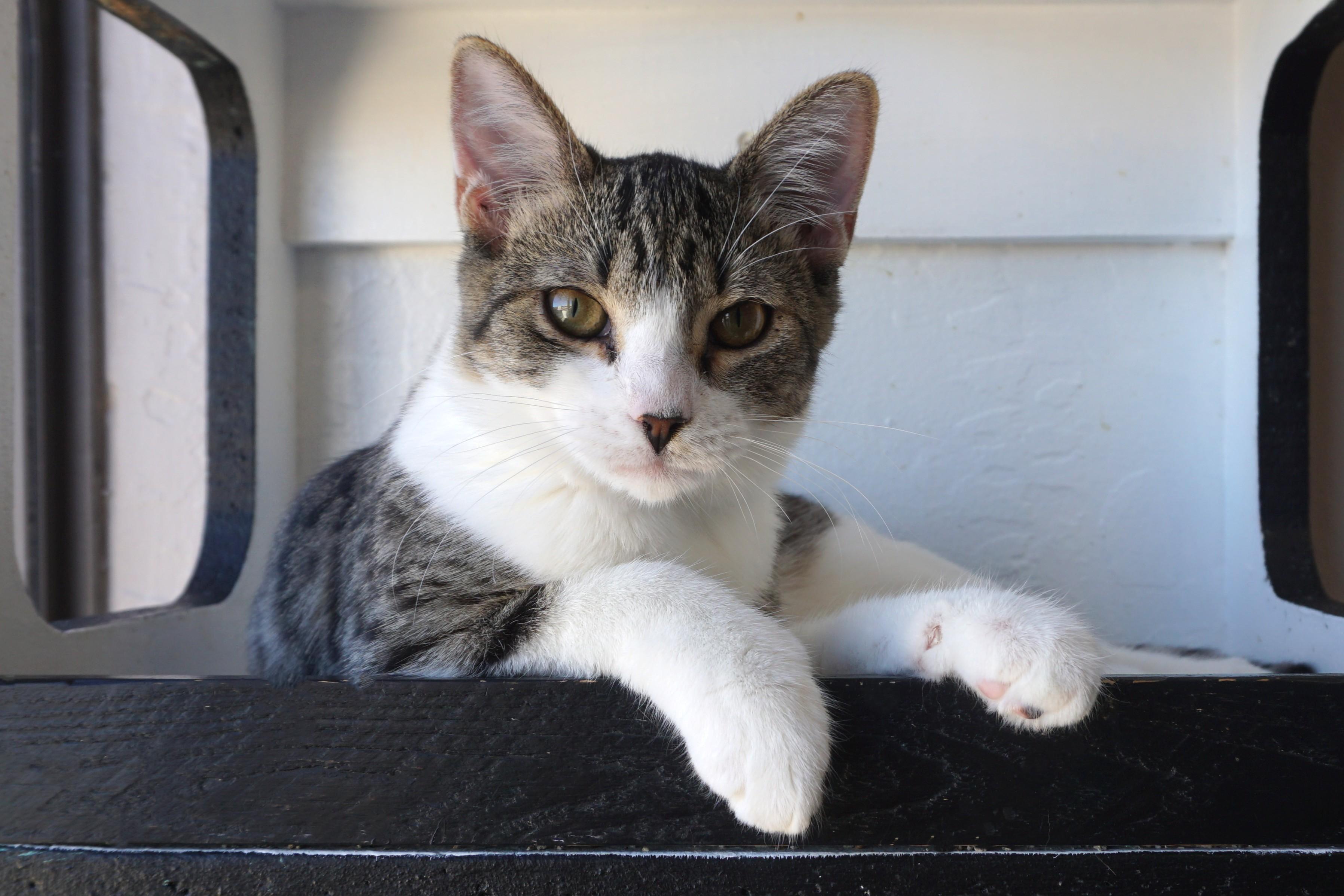 Firebird, Adopted, Young Female Domestic Short Hair.