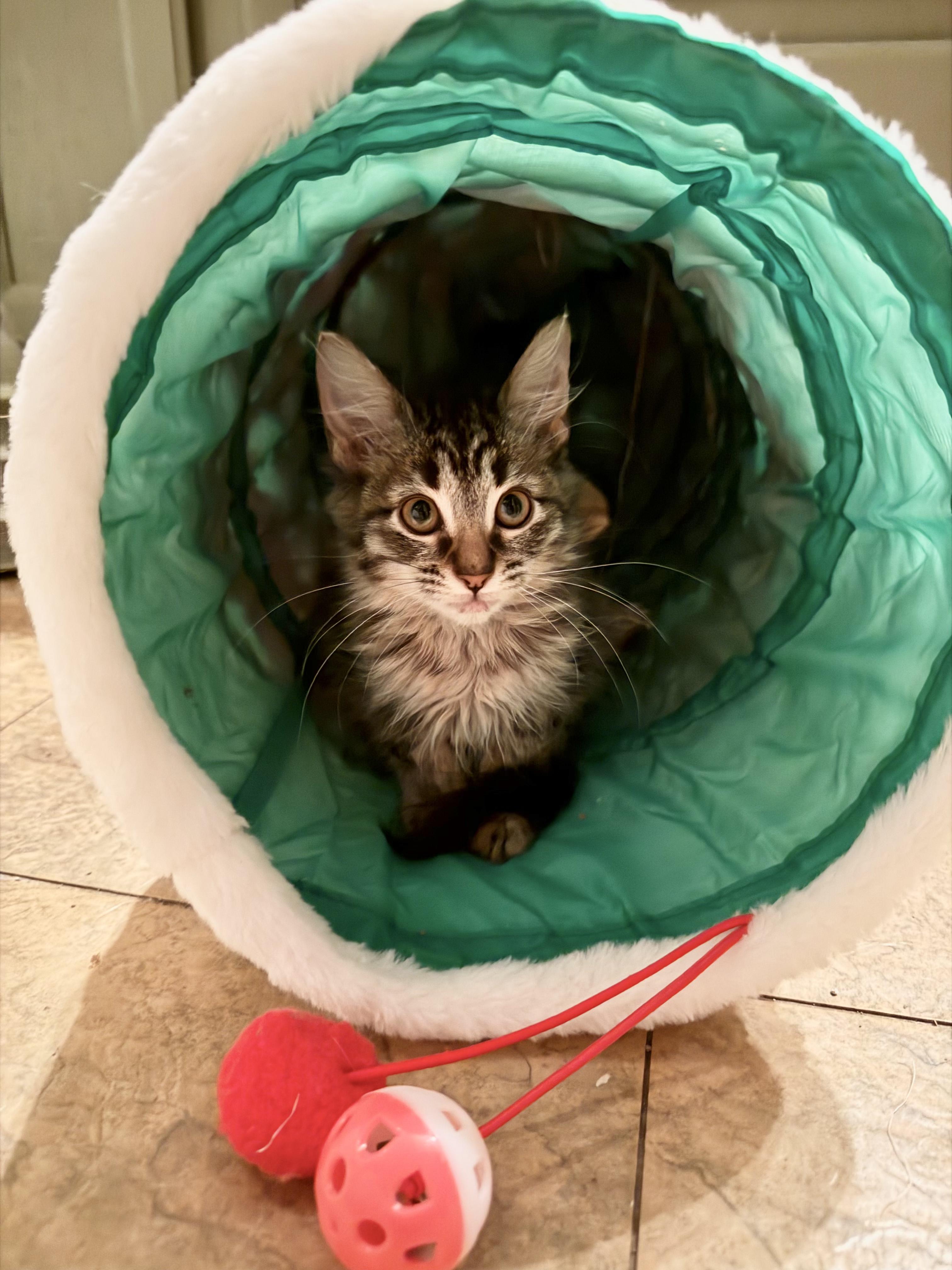 Pip Wishes, adoptable, Kitten Female Tabby.