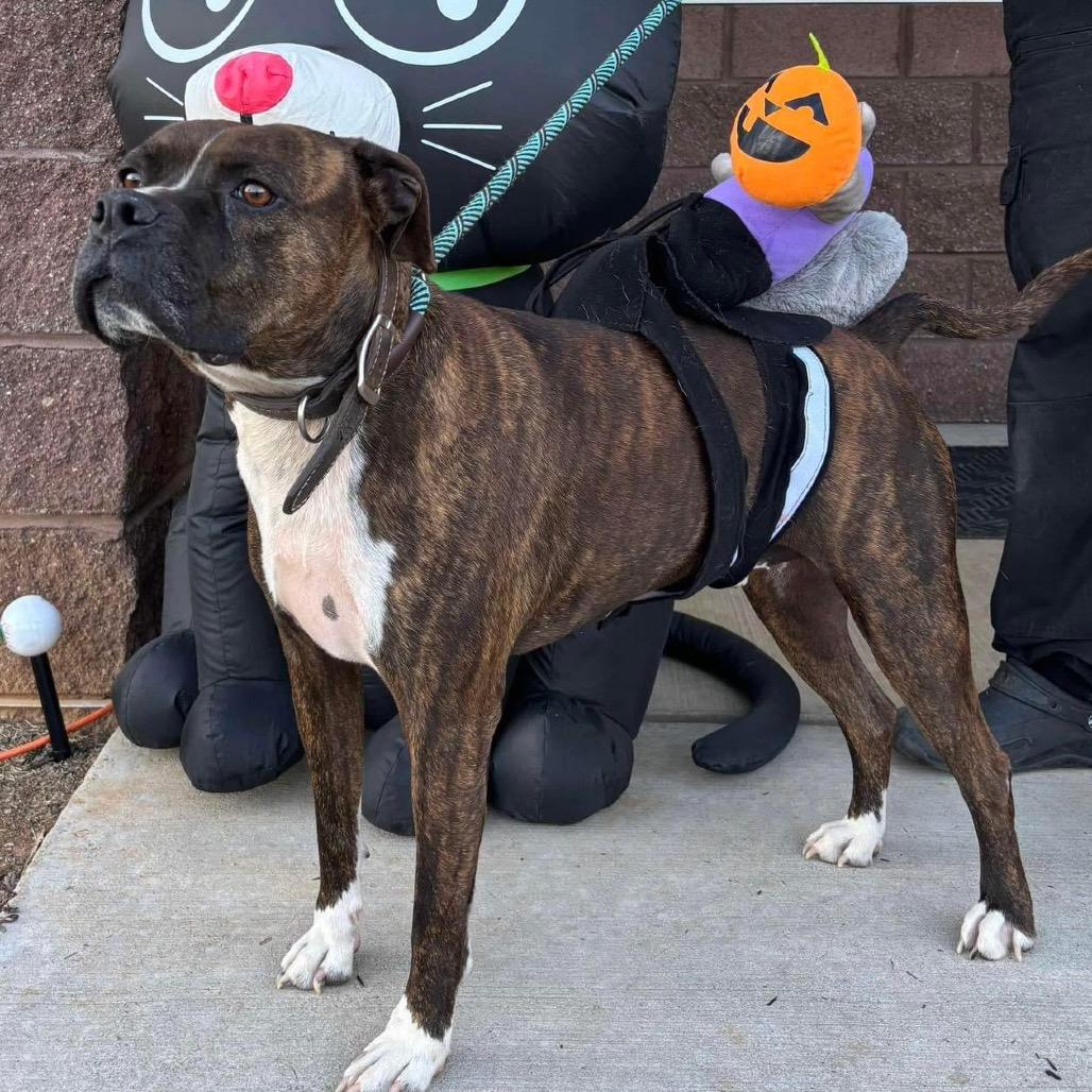 Tyson, Adoptable, Adult Male Boxer.