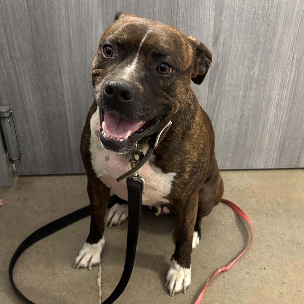 Enlarge Tyson, a Adoptable mixed breed in Rocky Mount, VA image 2/3