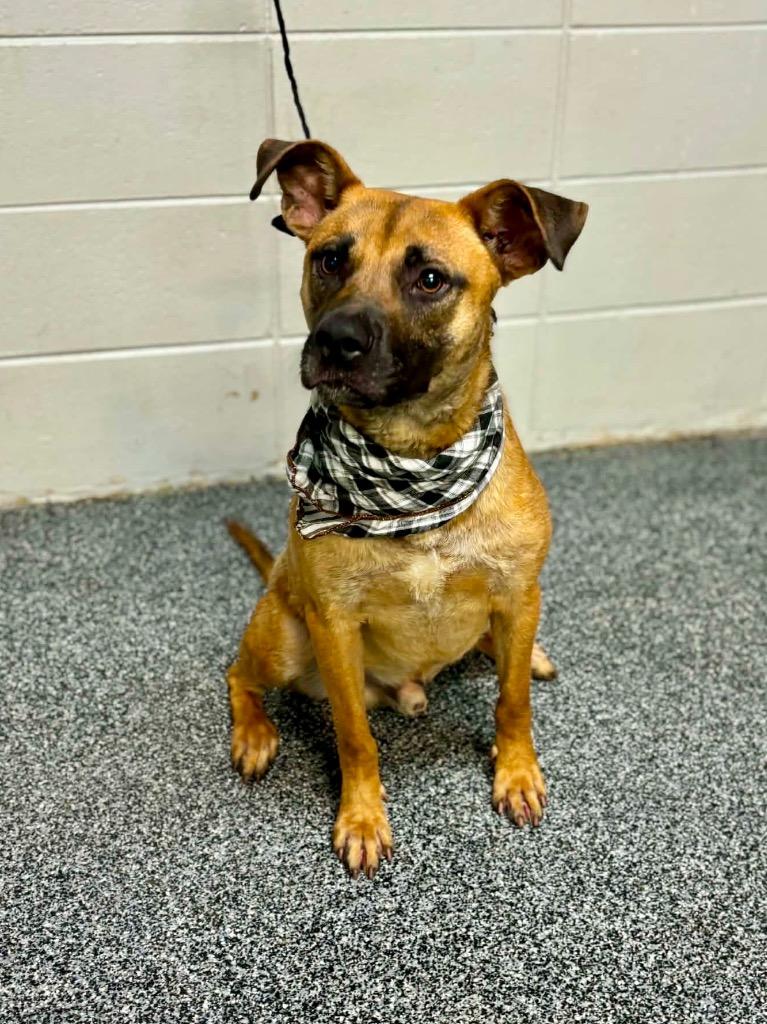 Raptor, Adoptable, Young Male Mixed Breed.