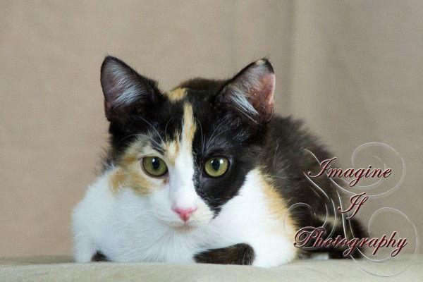 Trisket, Adoptable, Young Female Domestic Short Hair.