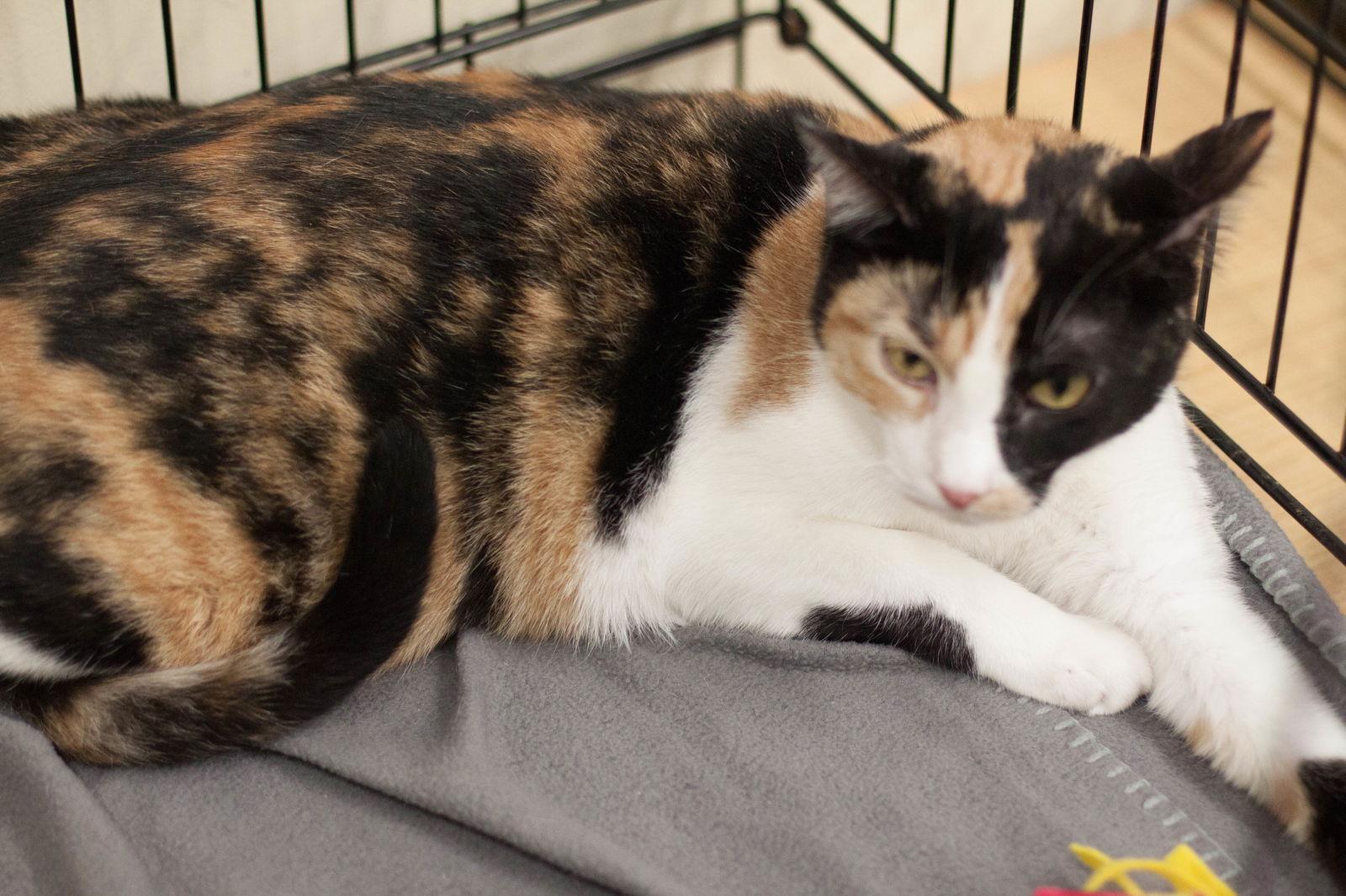 Enlarge Trisket, a Adoptable Domestic Short Hair in Crescent, OK image 3/6