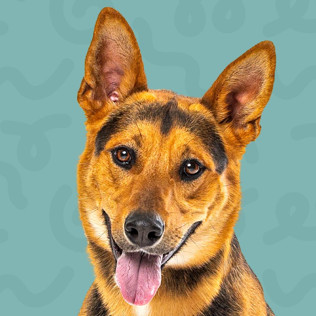 Bowser, Adoptable, Adult Male Shepherd & Mixed Breed.