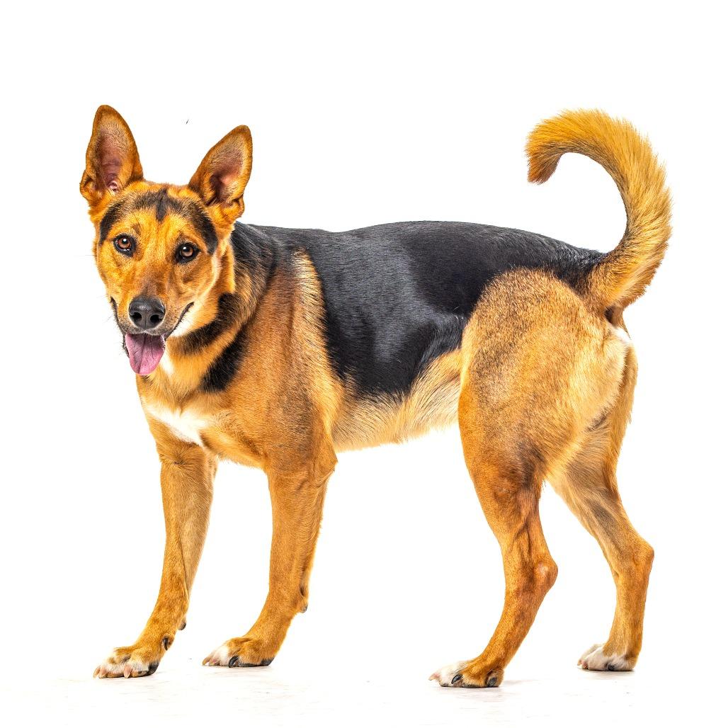 Enlarge Bowser, a Adoptable mixed breed in Reno, NV image 2/5