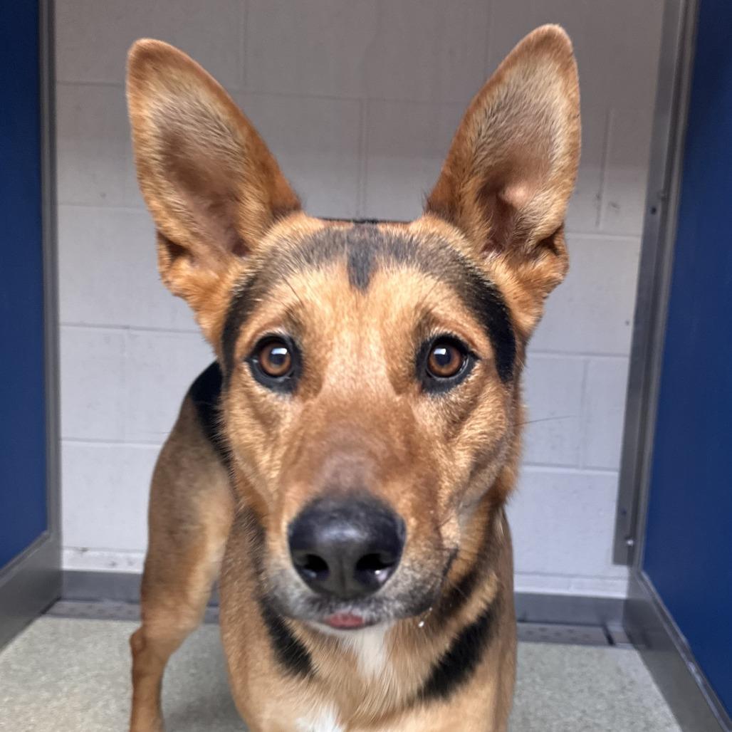 Enlarge Bowser, a Adoptable mixed breed in Reno, NV image 3/5