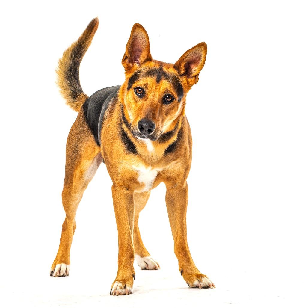 Enlarge Bowser, a Adoptable mixed breed in Reno, NV image 4/5