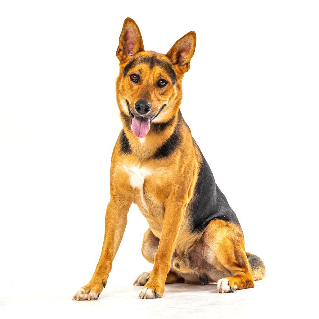 Enlarge Bowser, a Adoptable mixed breed in Reno, NV image 5/5