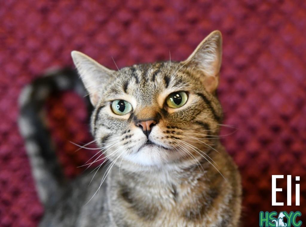 Eli, Adoptable, Young Male Domestic Short Hair.