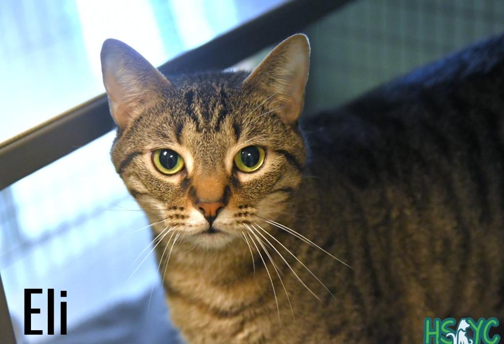 Enlarge Eli, a Adoptable mixed breed in Fort Mill, SC image 2/6