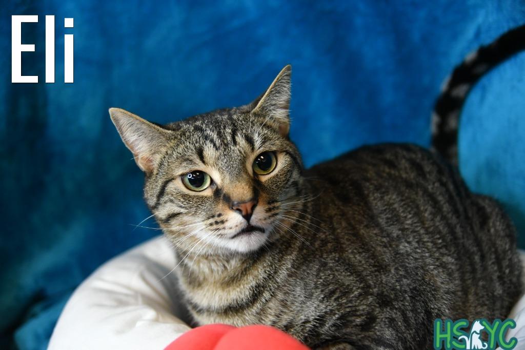 Enlarge Eli, a Adoptable mixed breed in Fort Mill, SC image 3/6