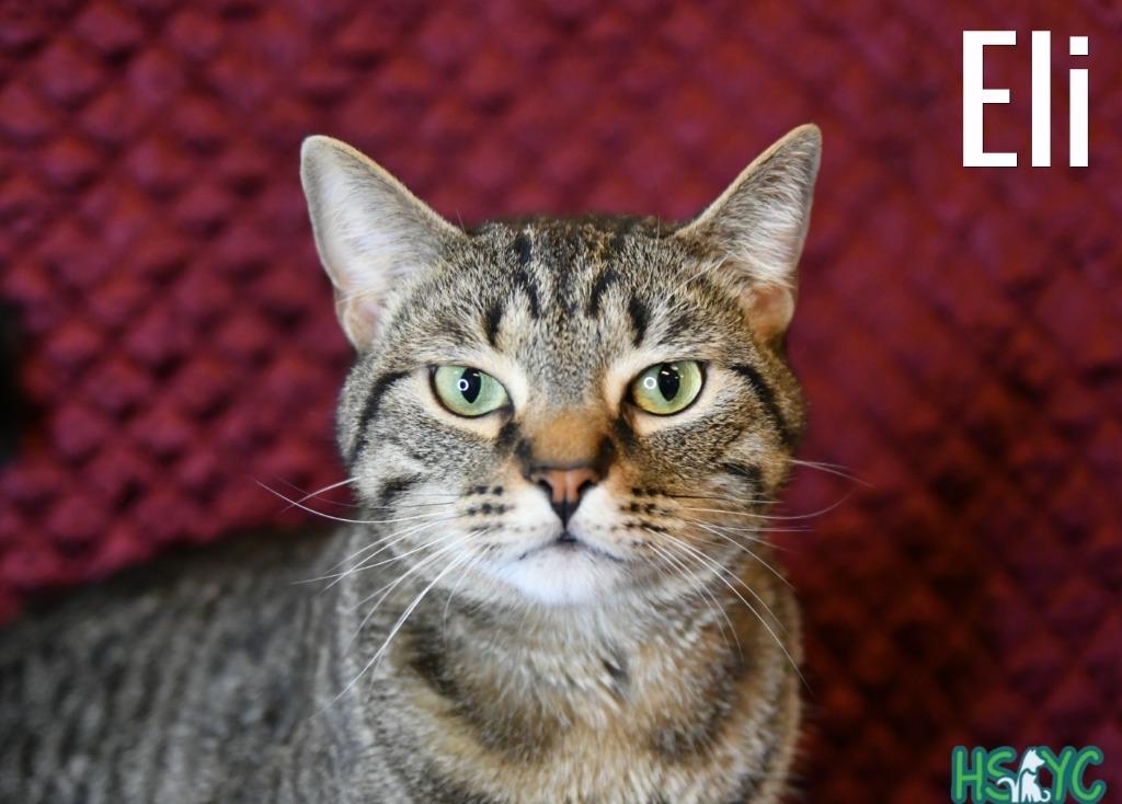 Enlarge Eli, a Adoptable mixed breed in Fort Mill, SC image 4/6