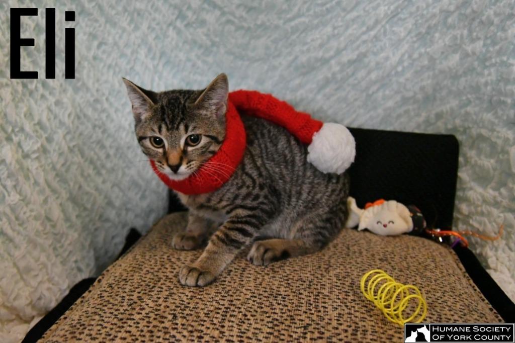 Enlarge Eli, a Adoptable mixed breed in Fort Mill, SC image 5/6