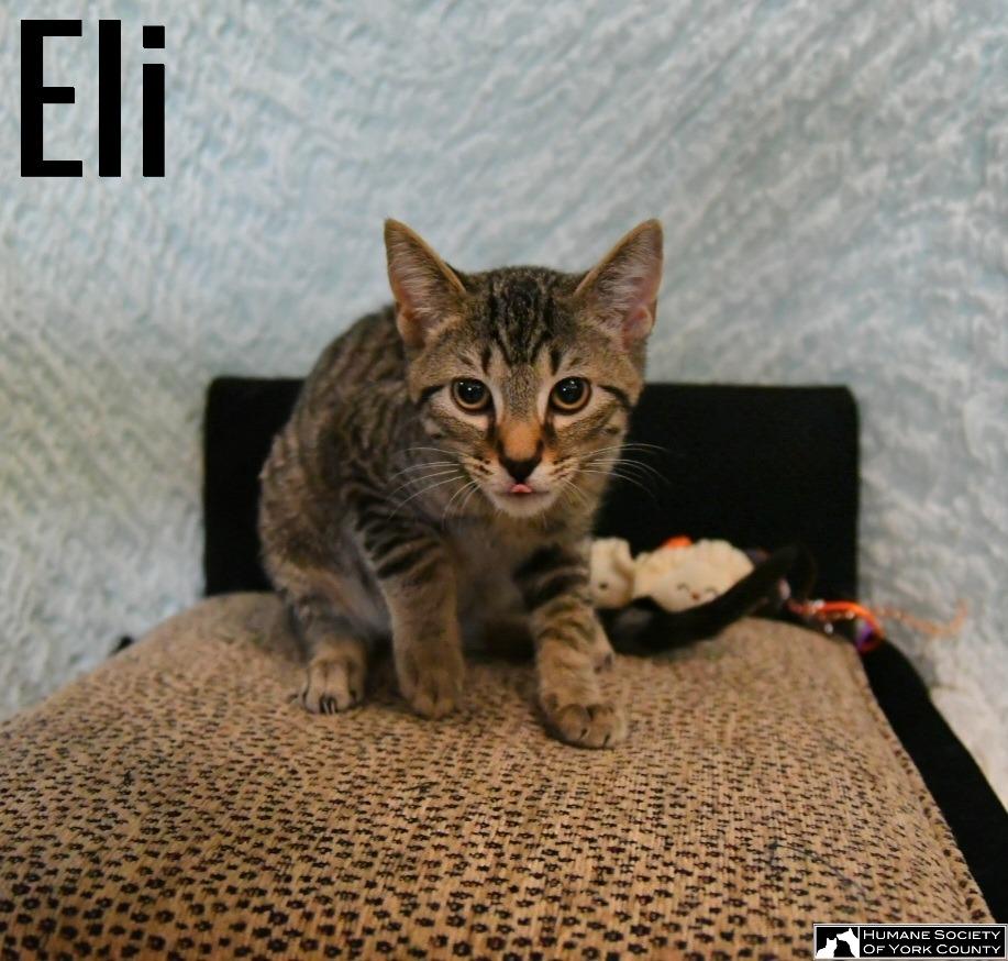 Enlarge Eli, a Adoptable mixed breed in Fort Mill, SC image 6/6