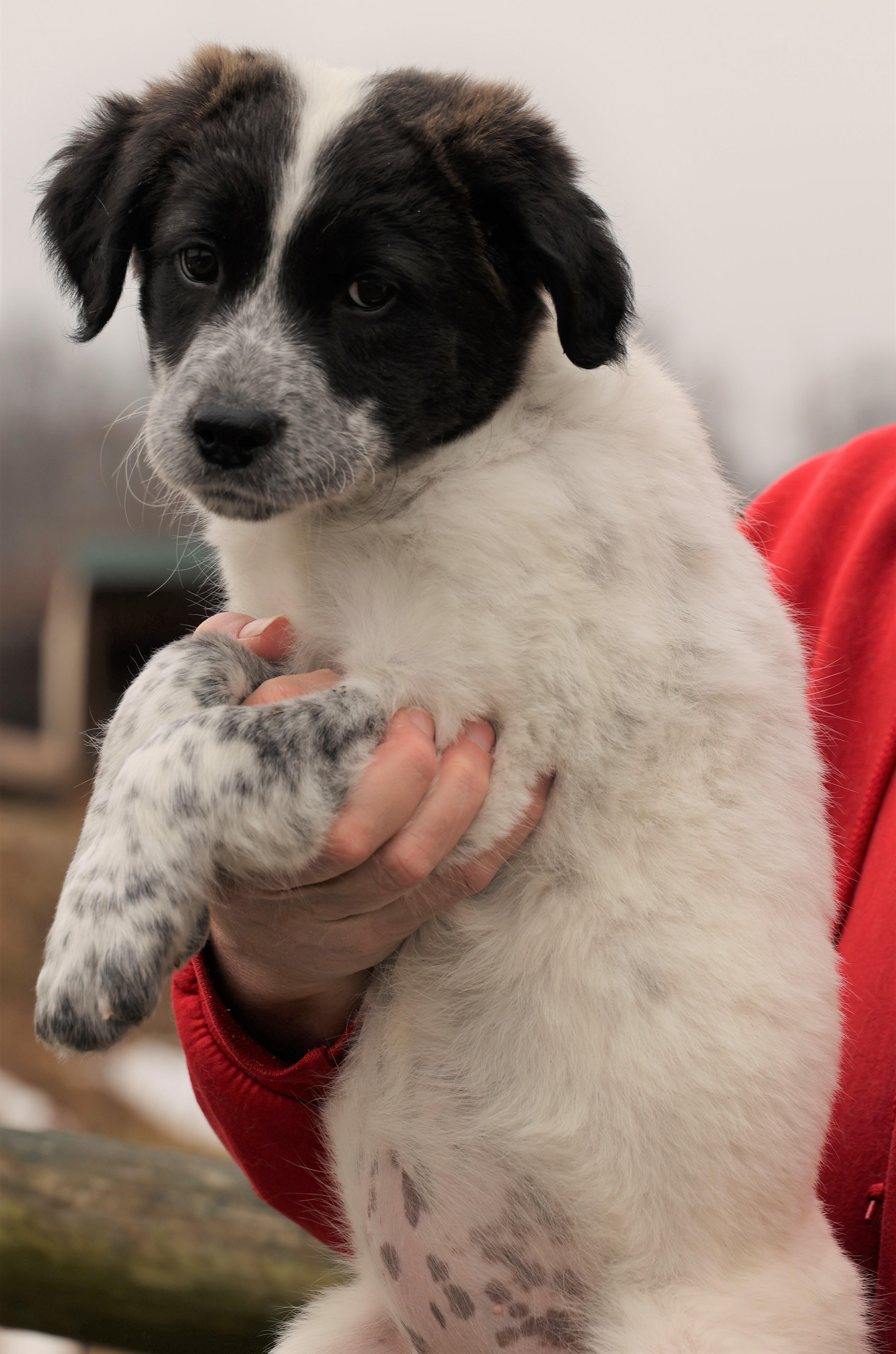 2026Jazzy, an adopted mixed breed in Frederick, MD image 3/5