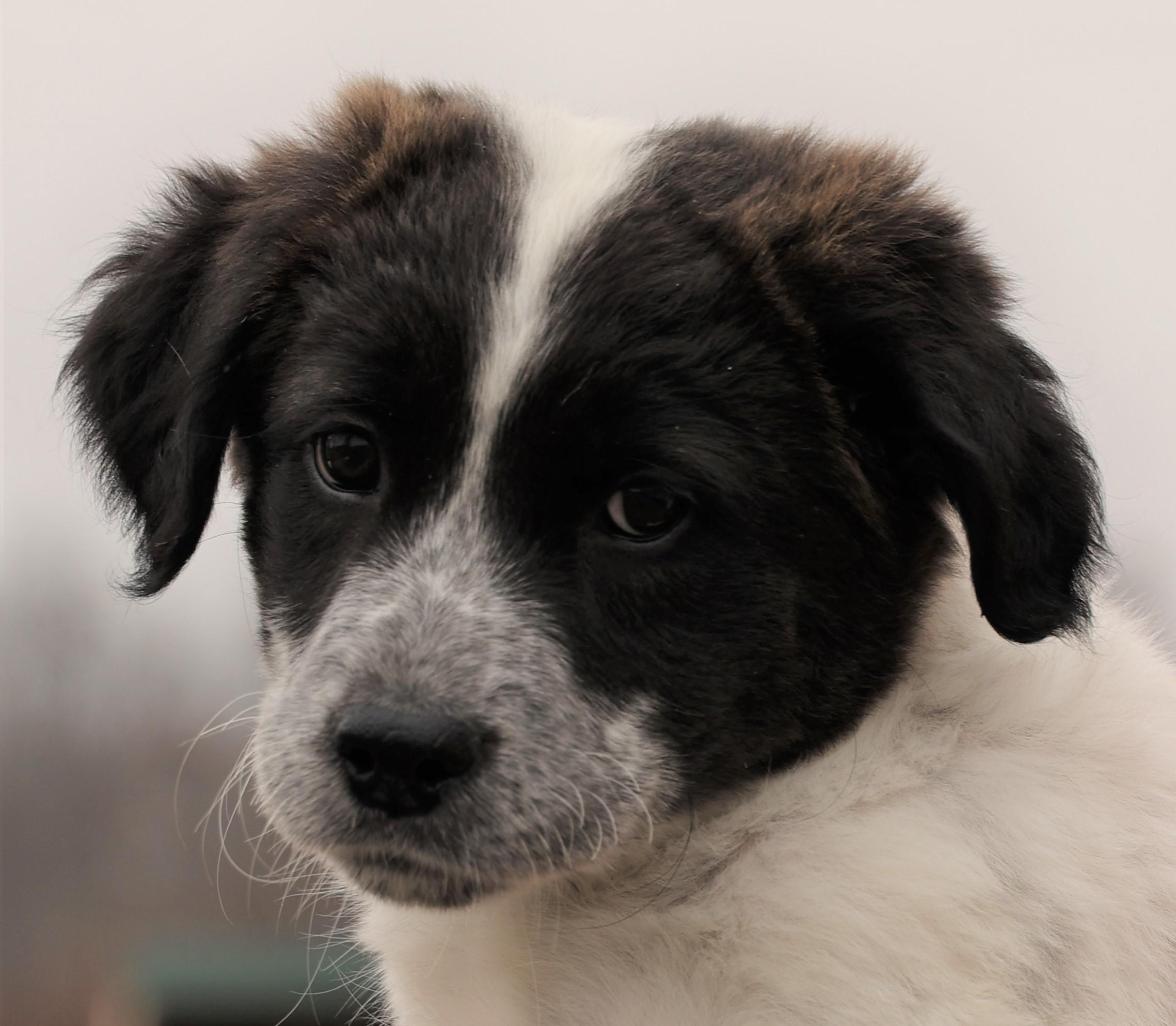 2026Jazzy, adopted, Puppy Female Australian Shepherd & Collie.
