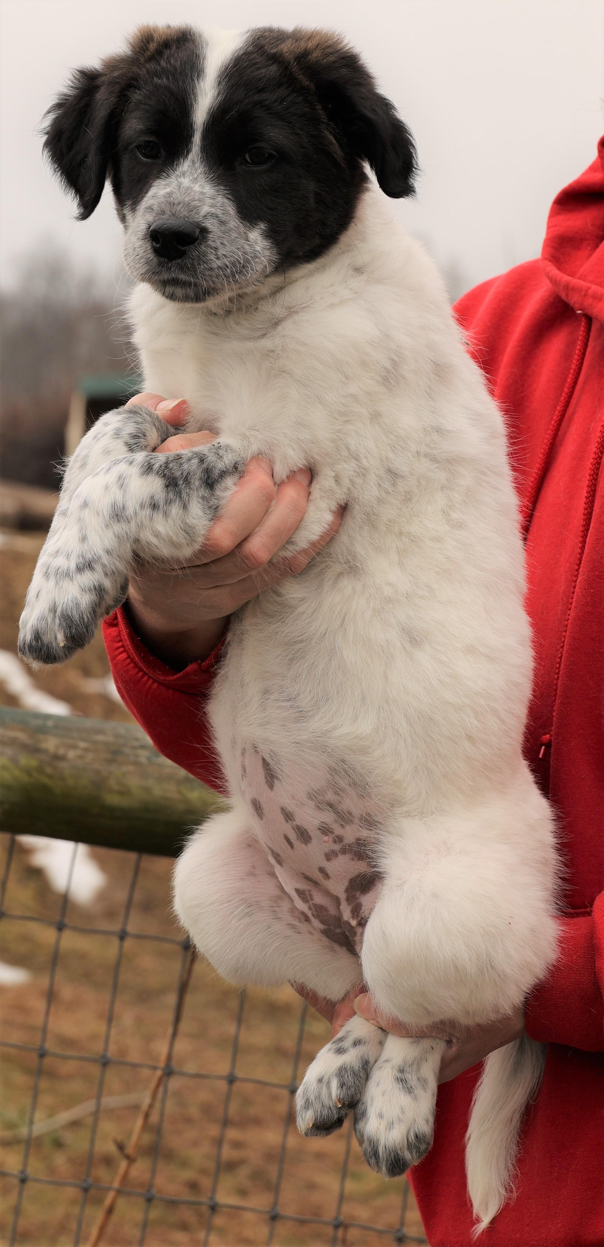 2026Jazzy, an adopted mixed breed in Frederick, MD image 5/5