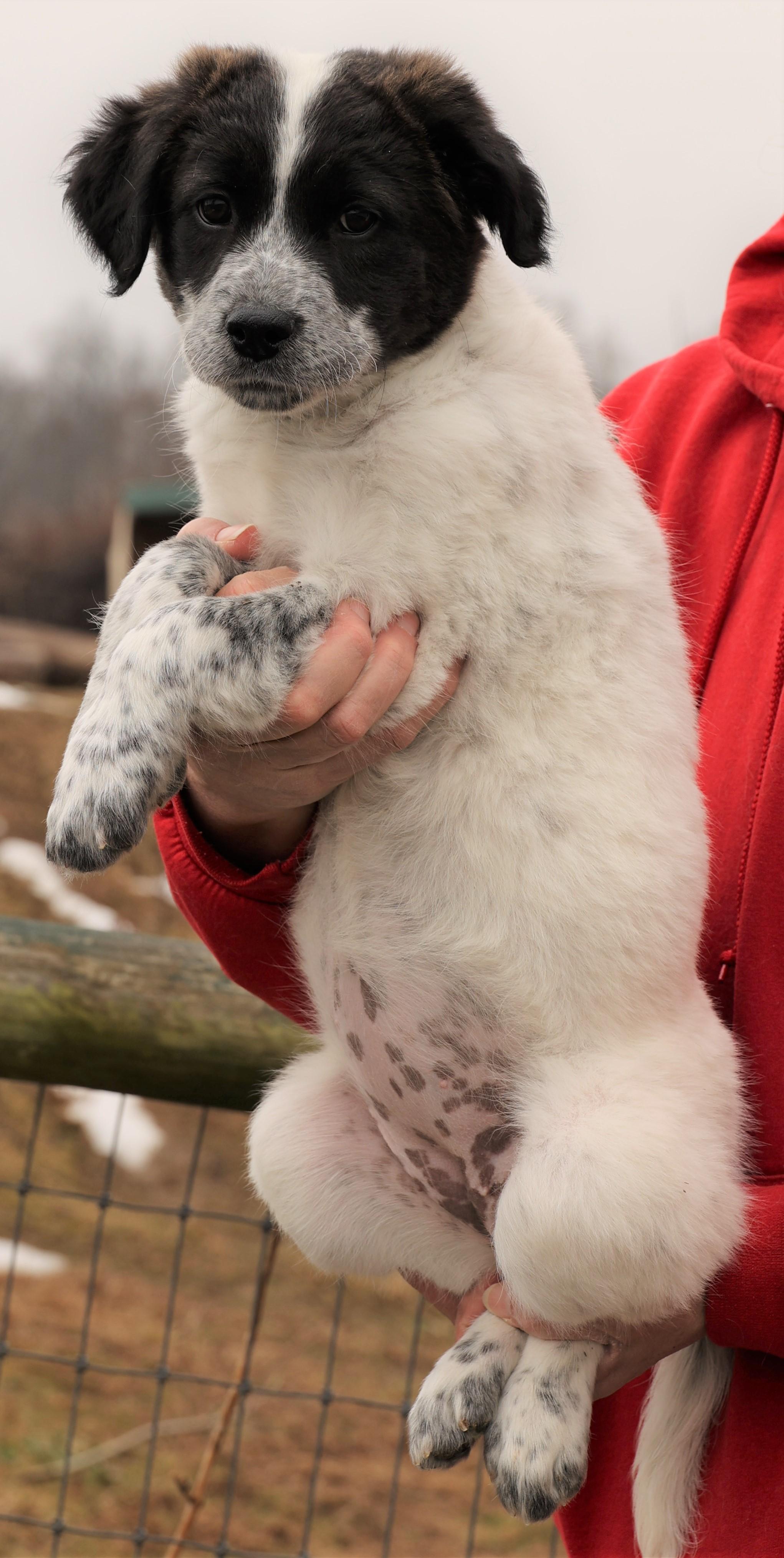 2026Jazzy, an adopted mixed breed in Frederick, MD image 4/5